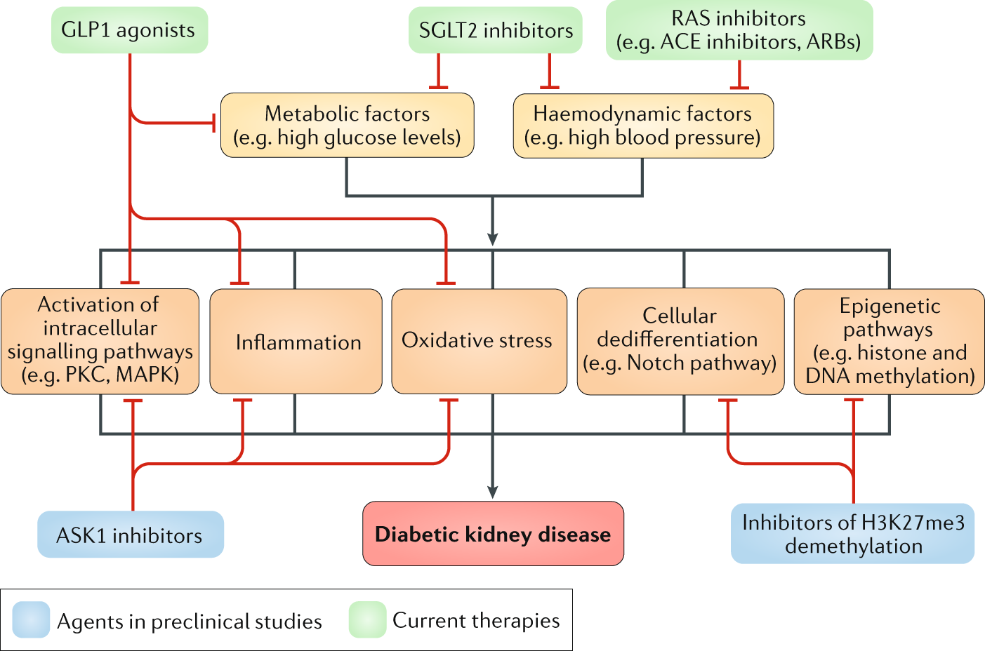 Vásárlás: Diabetes and Kidney Disease (ISBN: )