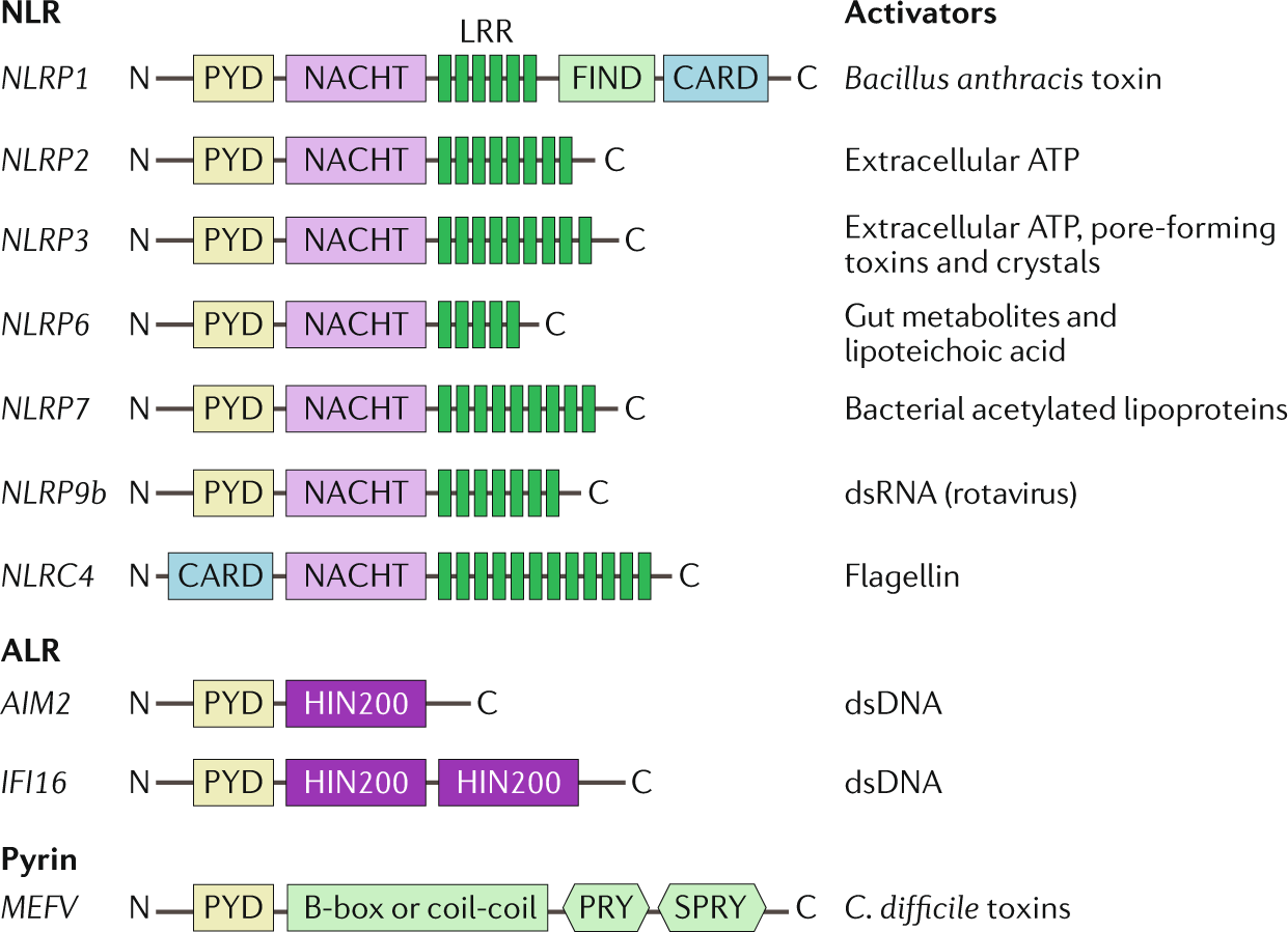 The Role Of Inflammasomes In Kidney Disease Nature Reviews