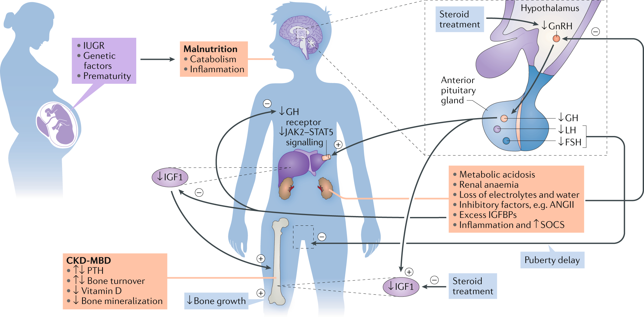 Kidney Growth Chart