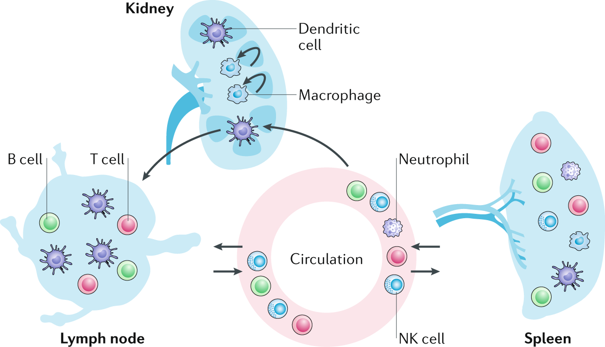 human immune system cells