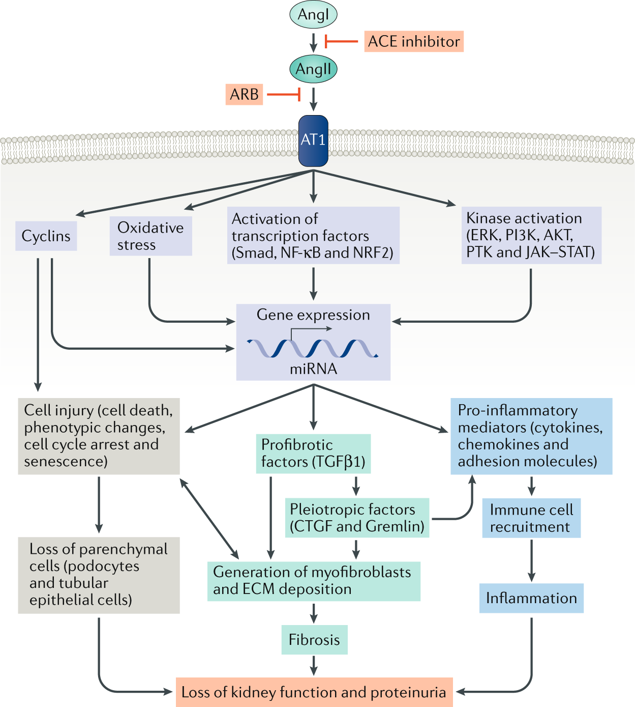 Progression Of Chronic Kidney Disease