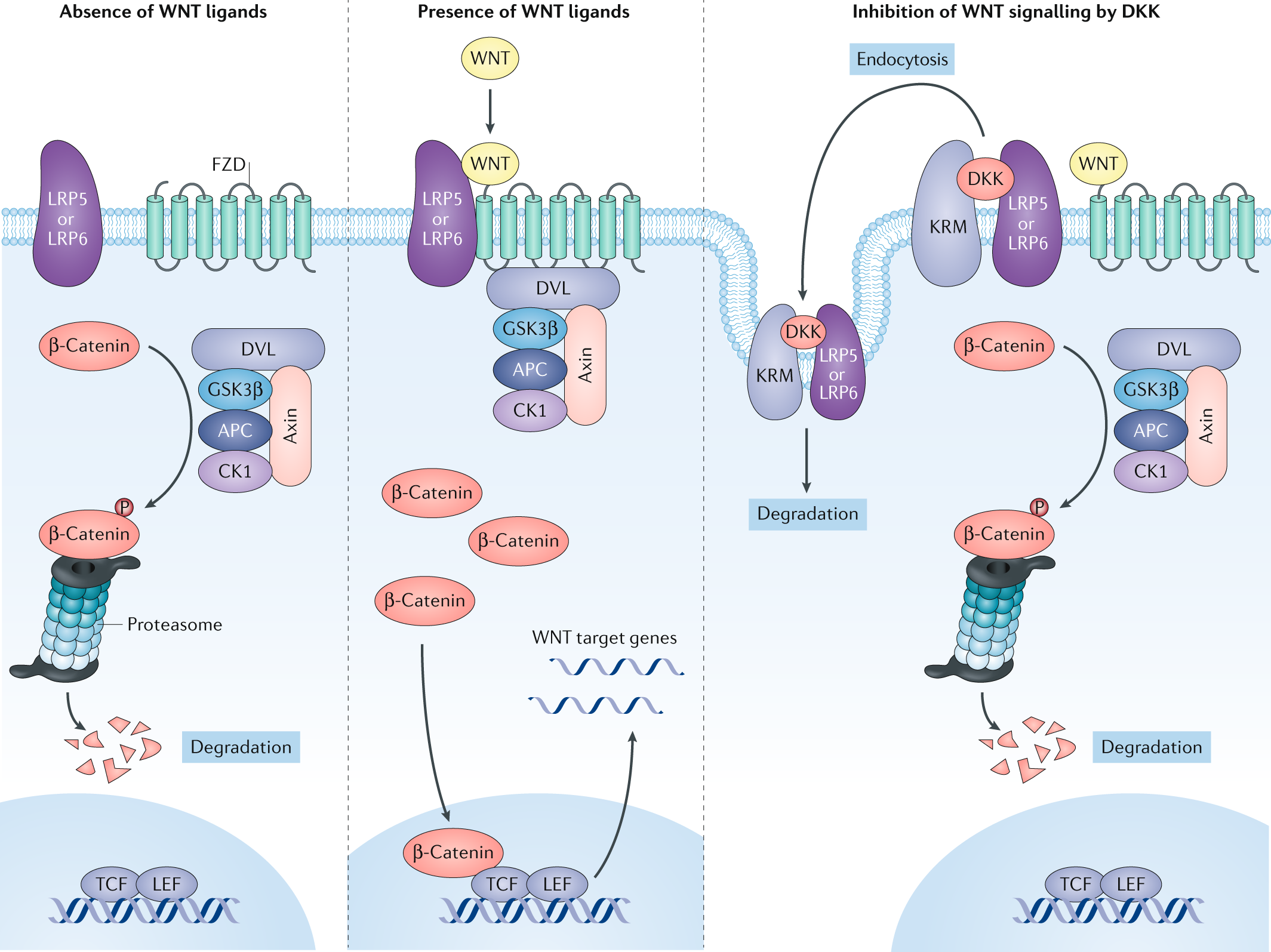 Wnt B Catenin Signalling A Versatile Player In Kidney Injury And Repair Nature Reviews Nephrology Wnt B Catenin Signalling A Versatile Player In Kidney Injury And Repair Nature Reviews Nephrology