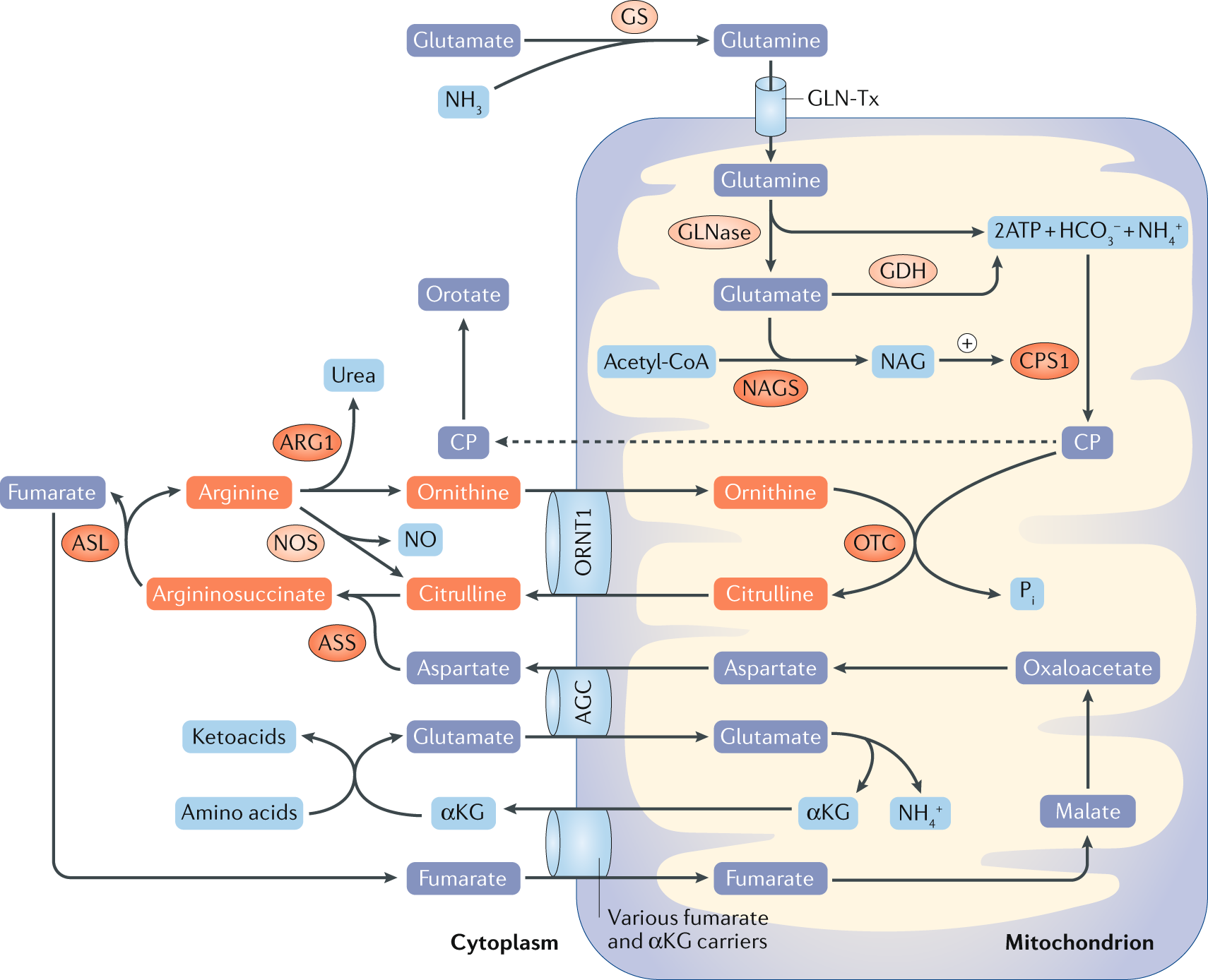 l carnitine dose for hyperammonemia Consensus guidelines for management of hyperammonaemia in paediatric  patients receiving continuous kidney replacement therapy