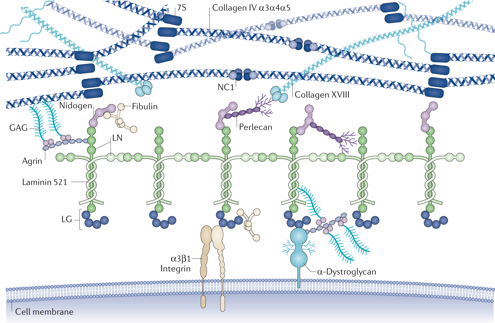 Collagen XVIII/endostatin is necessary for the organization of CF