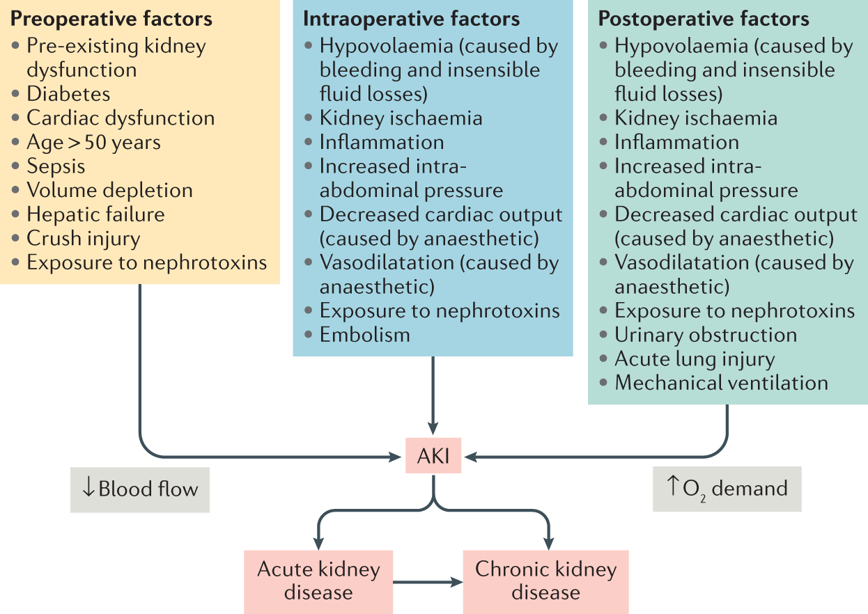 Postoperative acute kidney injury in adult non cardiac surgery ...