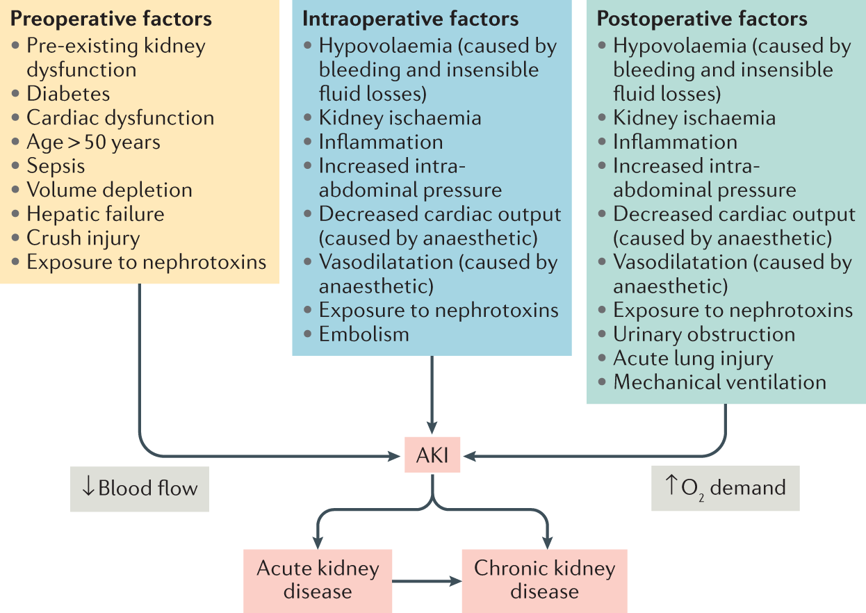 Postoperative acute kidney injury in adult non-cardiac surgery: joint  consensus report of the Acute Disease Quality Initiative and PeriOperative  Quality Initiative | Nature Reviews Nephrology