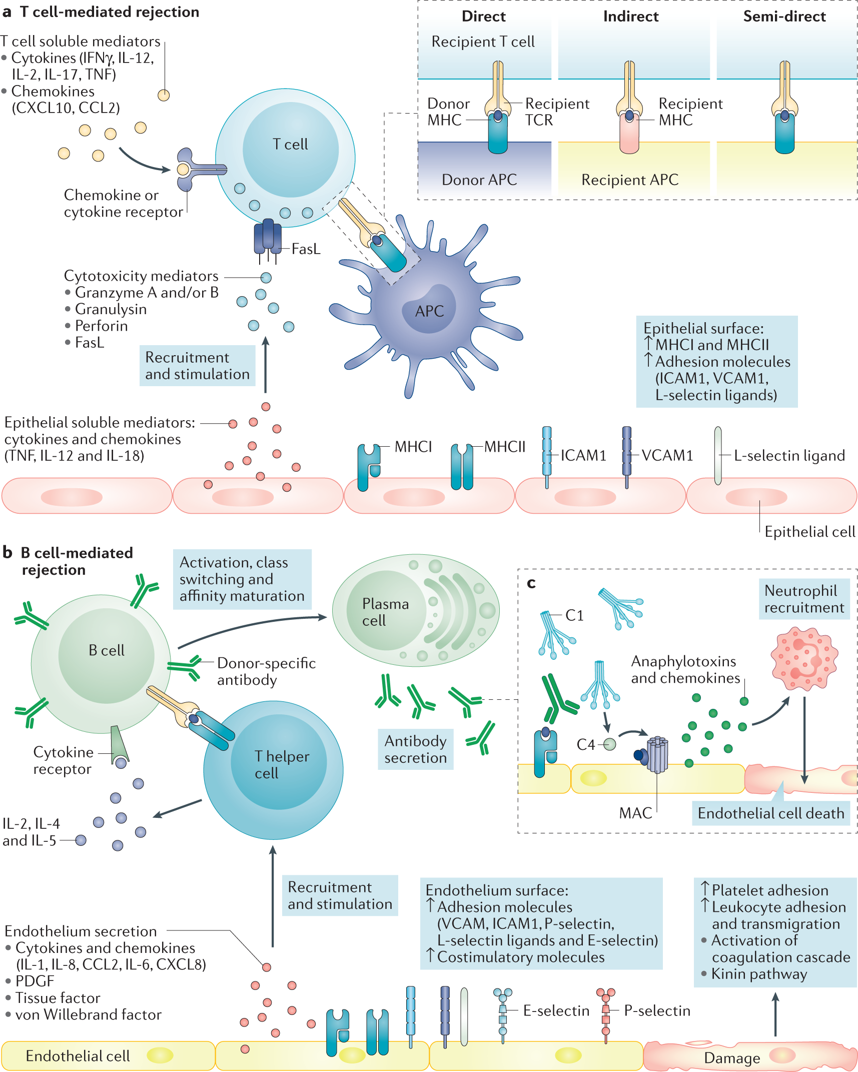 Liquid biopsies: donor-derived cell-free DNA for the detection of kidney  allograft injury | Nature Reviews Nephrology