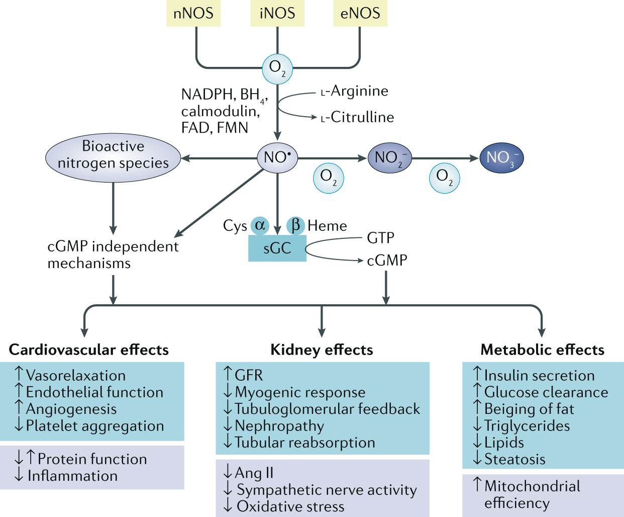 Nitric oxide signalling in kidney regulation and cardiometabolic health |  Nature Reviews Nephrology