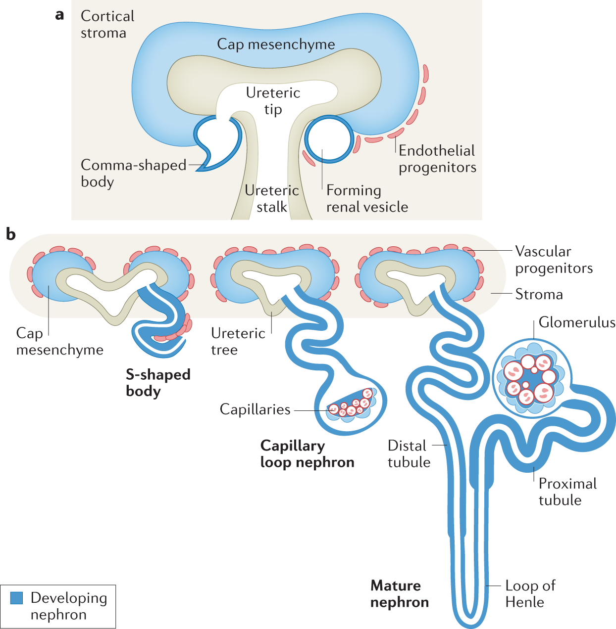 Determining lineage relationships in kidney development and disease |  Nature Reviews Nephrology