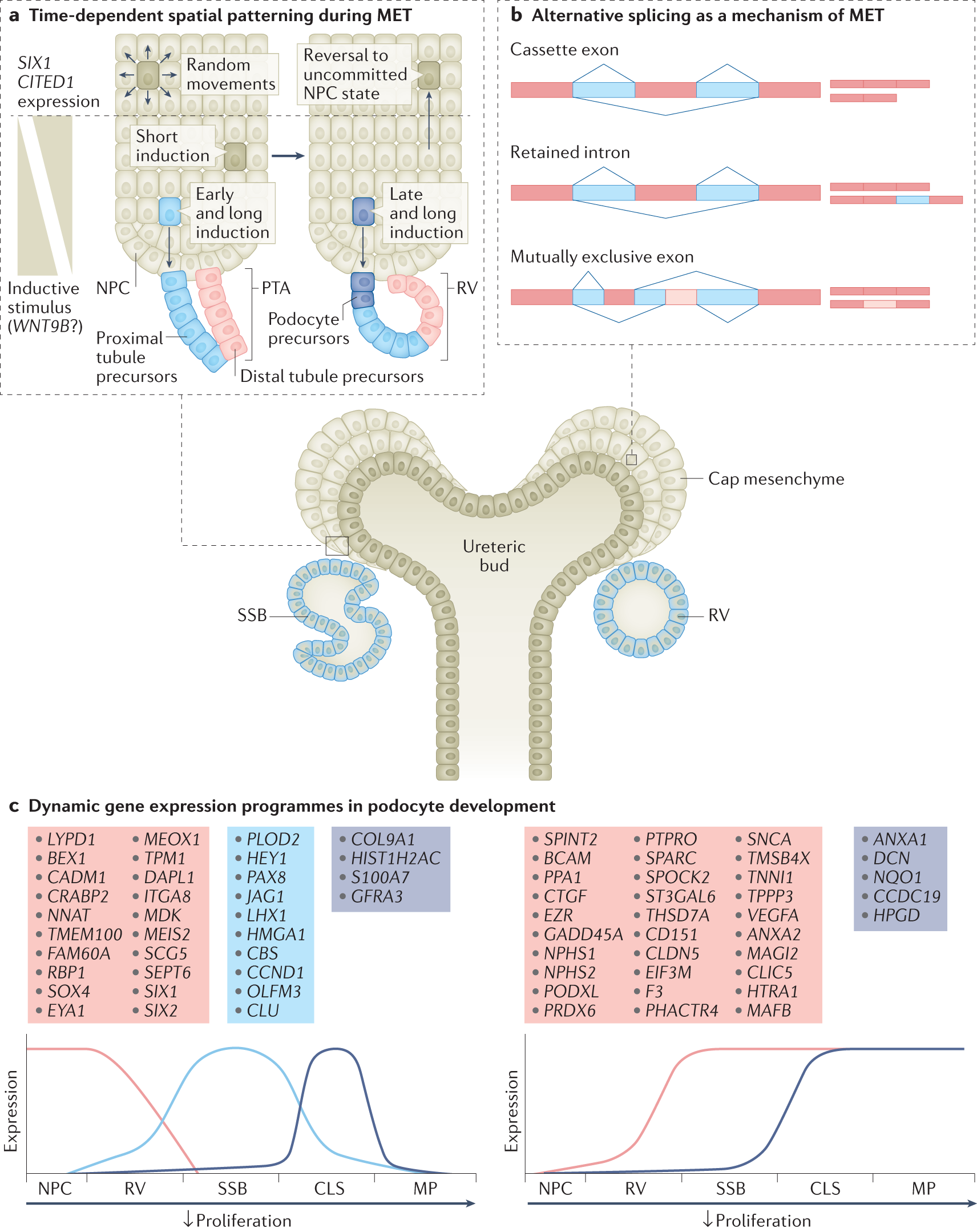 Mapping the human kidney using single-cell genomics | Nature Reviews  Nephrology