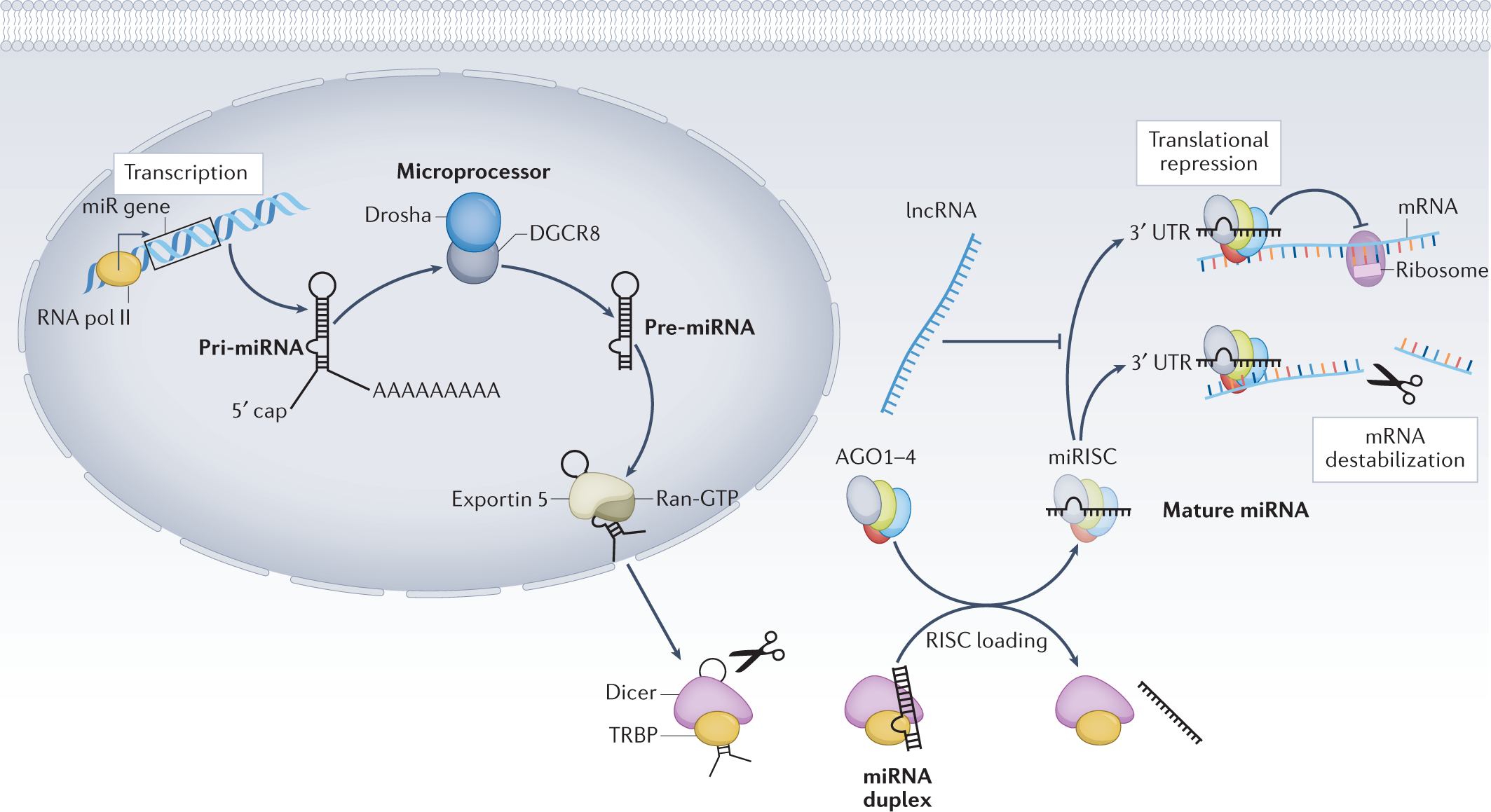 Micrornas In Kidney Injury And Disease Nature Reviews Nephrology