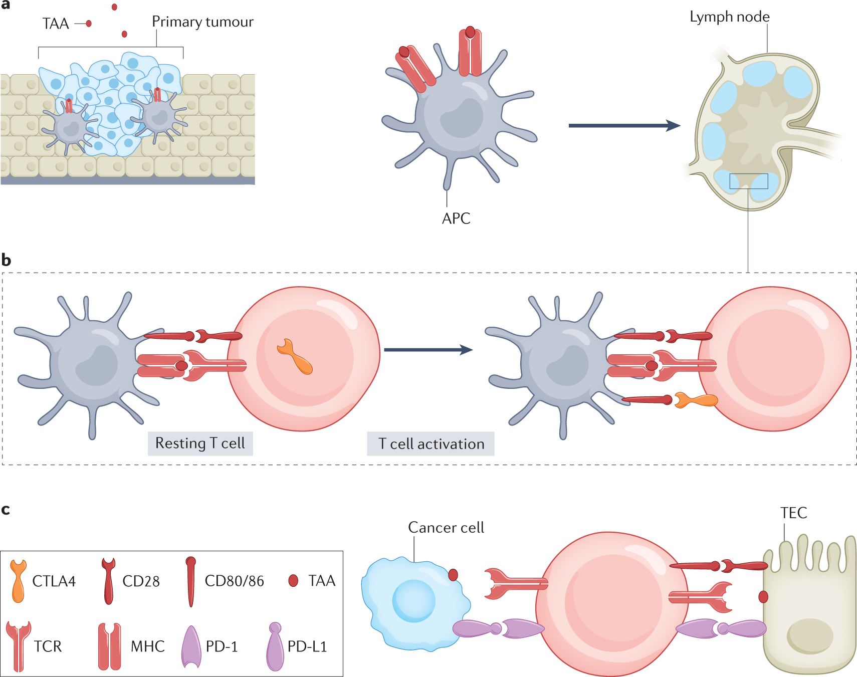 Diagnosis and management of immune checkpoint inhibitor-associated acute  kidney injury | Nature Reviews Nephrology