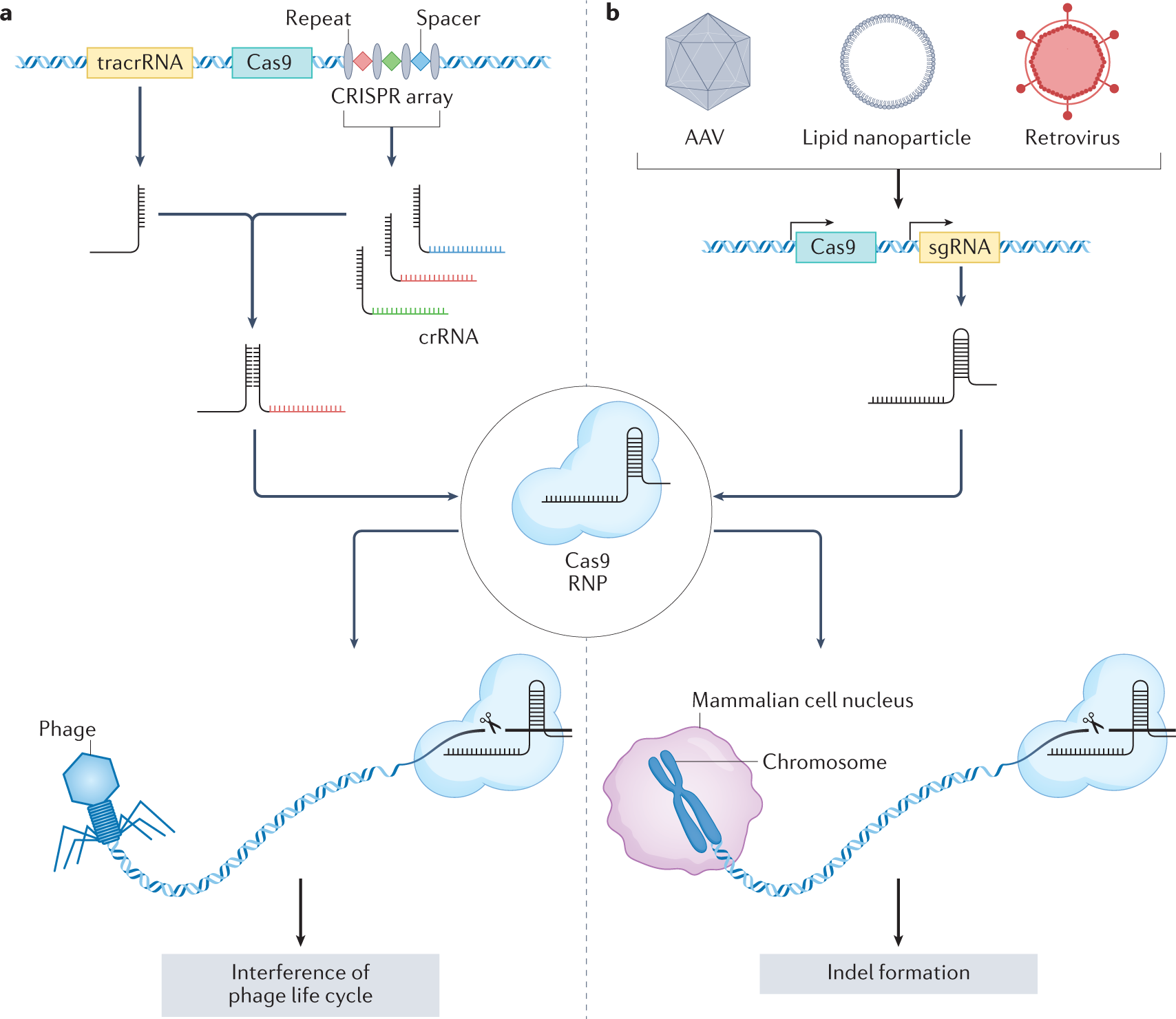 Genome-wide Mapping of Off-Target Events in Single-Stranded  Oligodeoxynucleotide-Mediated Gene Repair Experiments: Molecular Therapy