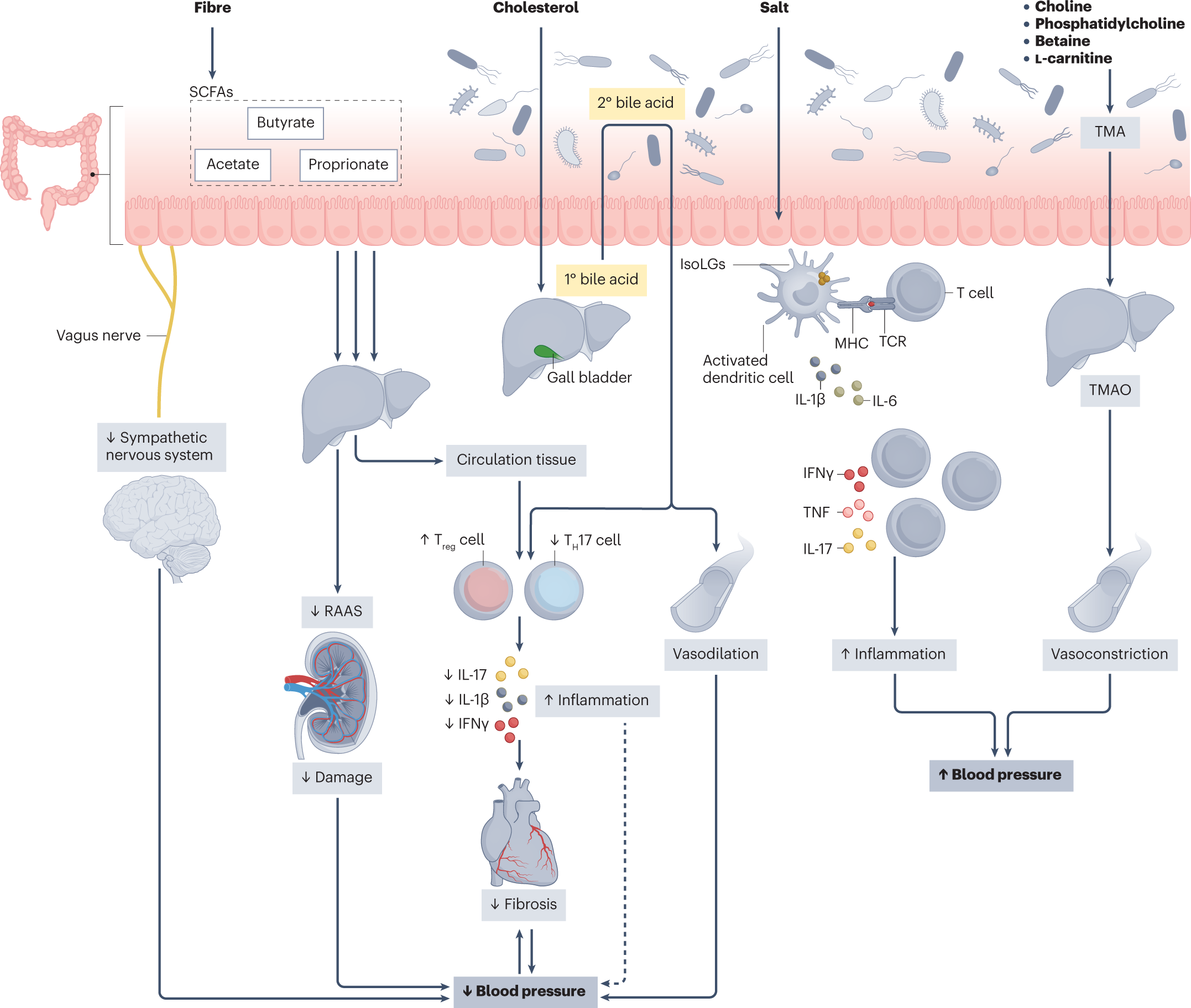 The gut microbiome and hypertension | Nature Reviews Nephrology