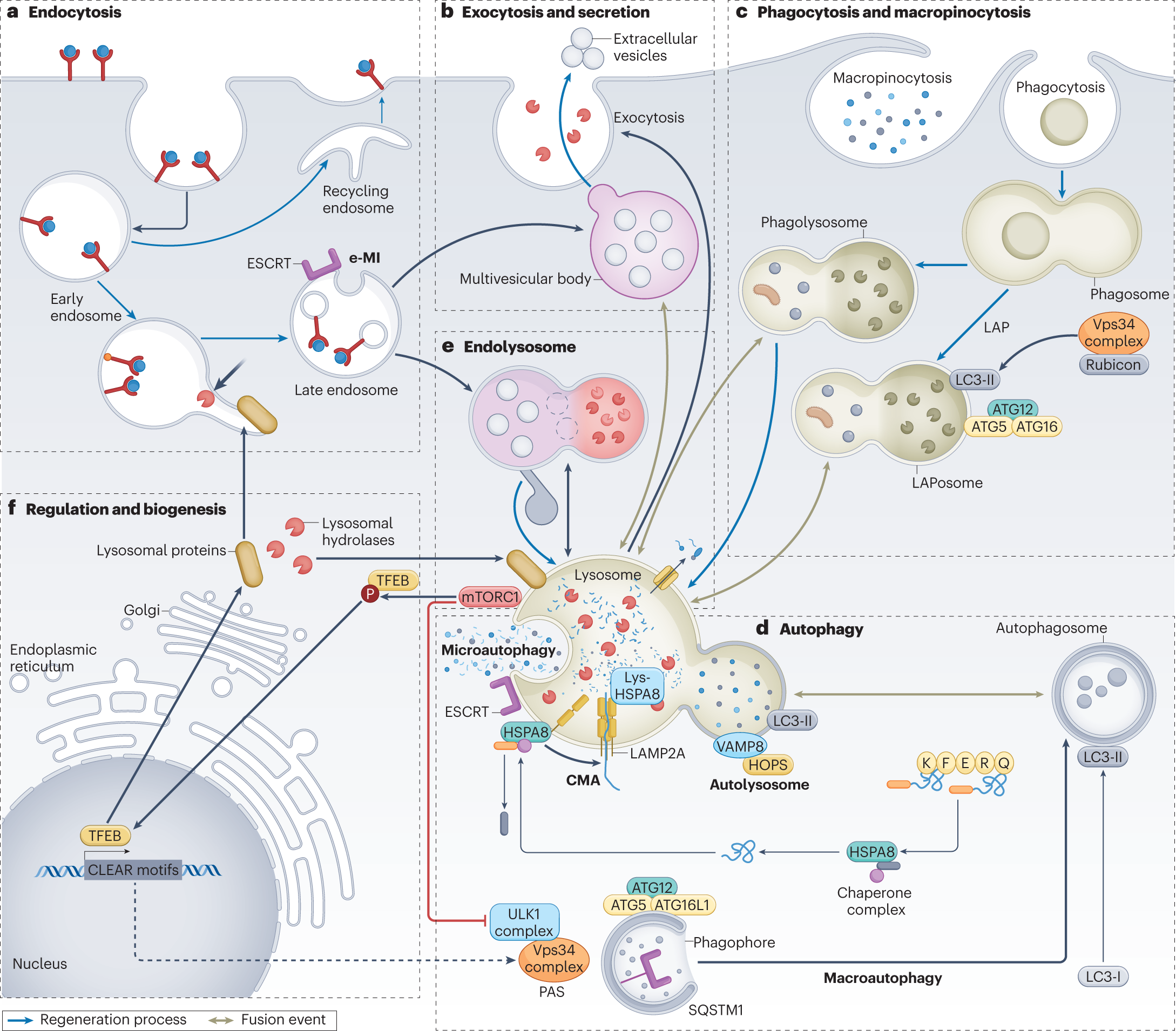 The role of lysosomes in metabolic and autoimmune diseases | Nature Reviews  Nephrology