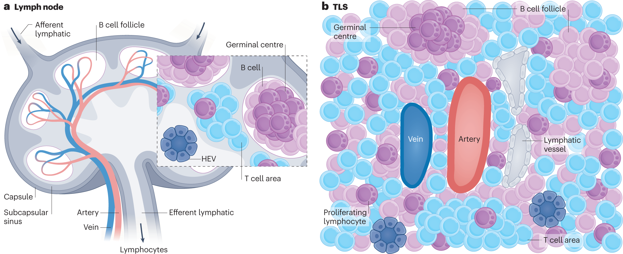 Tertiary lymphoid structures generate and propagate anti-tumor