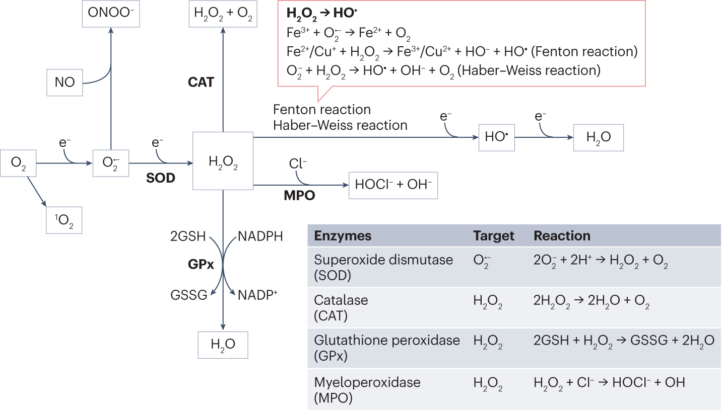 Nitric oxide signalling in kidney regulation and cardiometabolic health