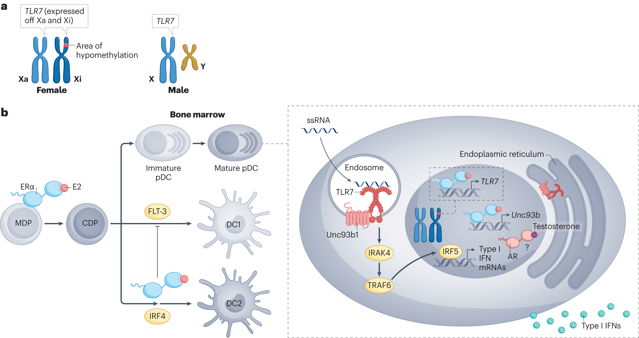 Mechanisms and consequences of sex differences in immune responses | Nature  Reviews Nephrology