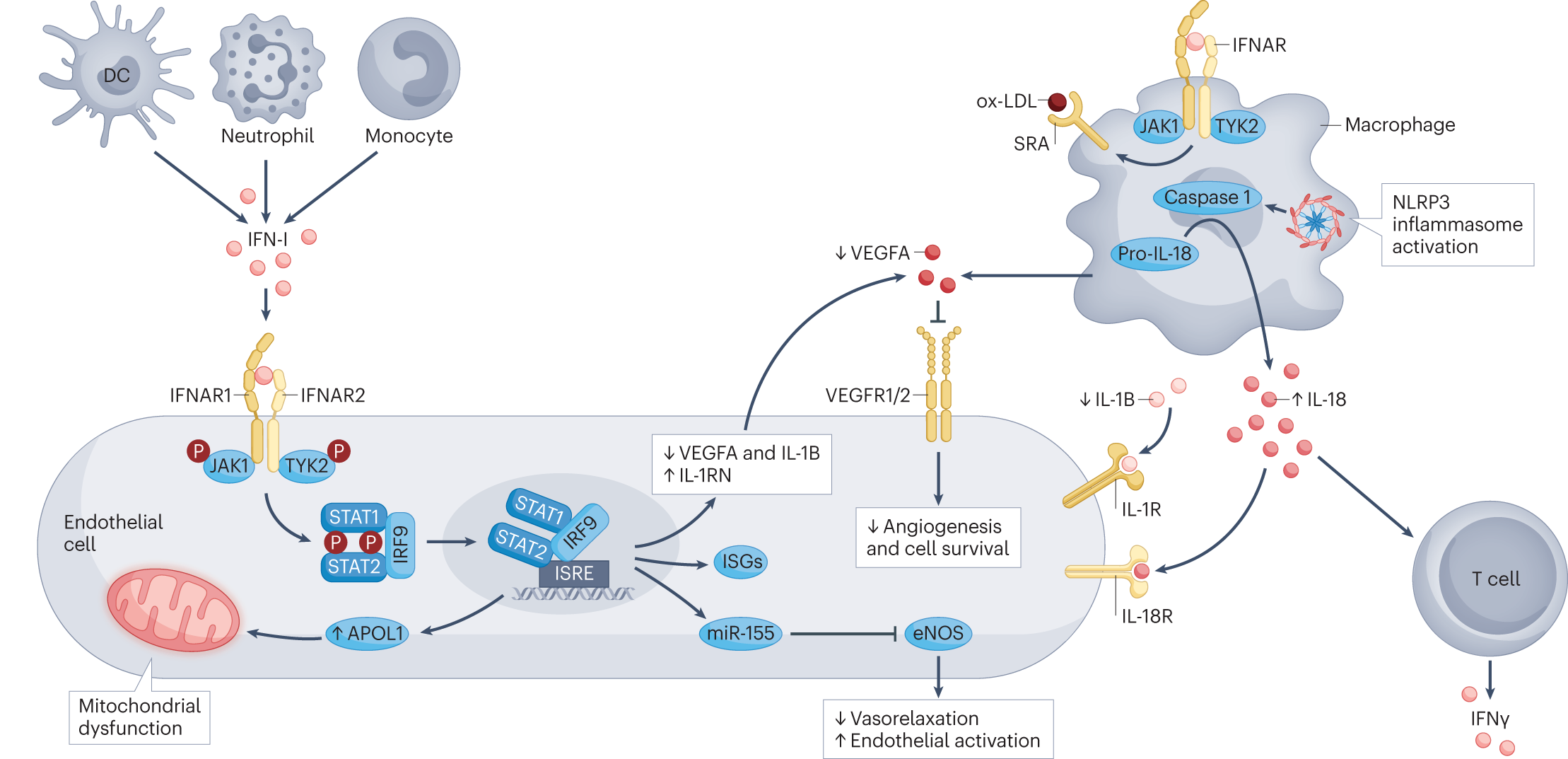 Vascular damage in systemic lupus erythematosus