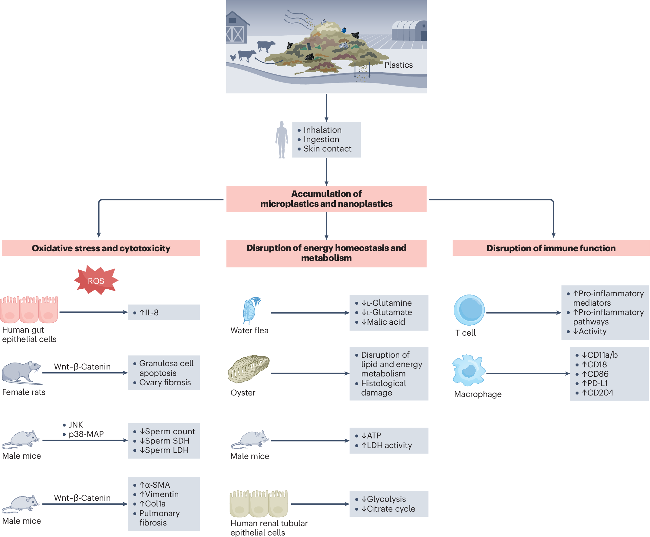 glutathione microplastics Effects of microplastics and nanoplastics on the kidney and cardiovascular  system