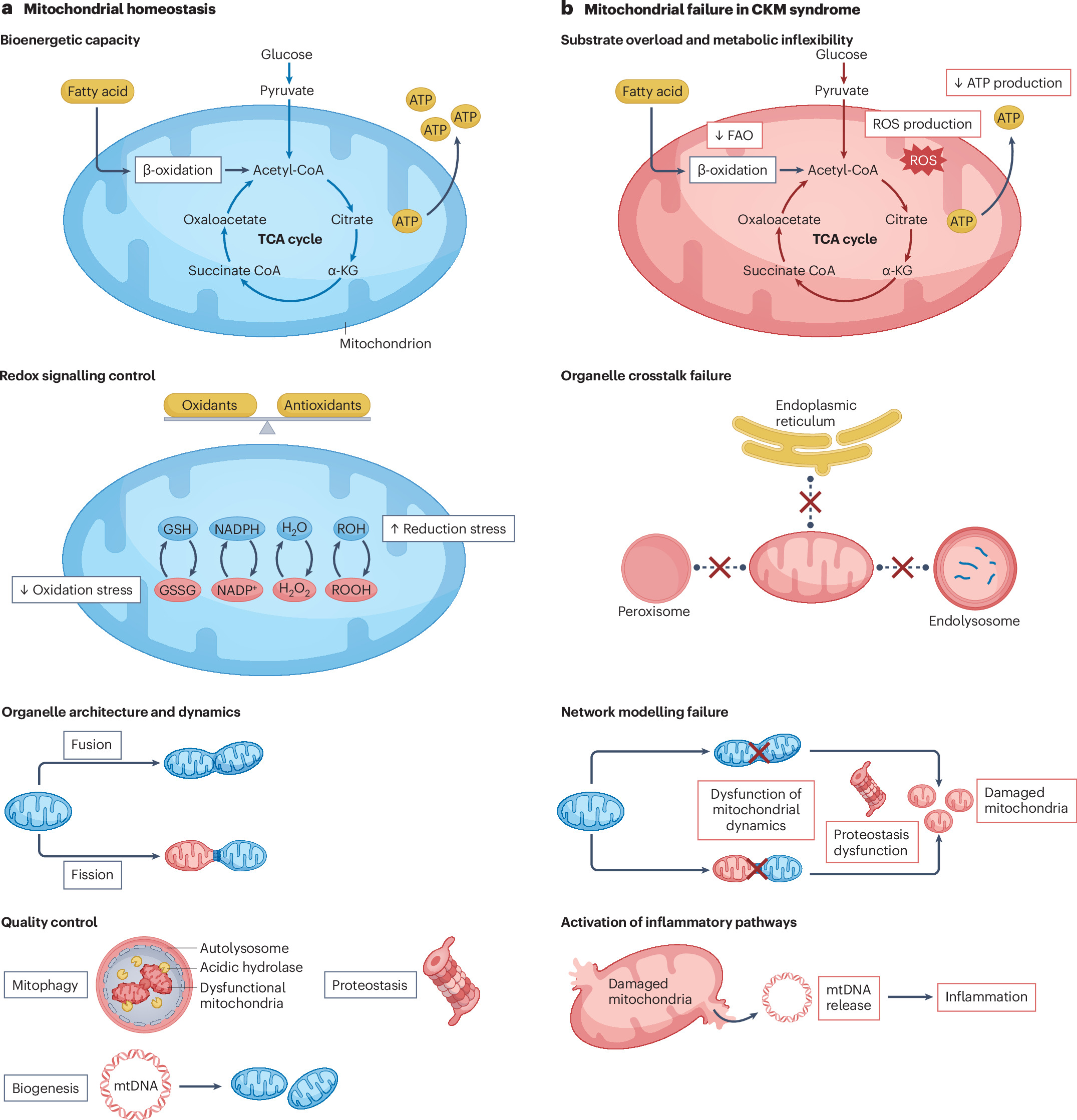 is glutathione good for kidney disease Cardiovascular–kidney–metabolic syndrome as a mitochondrial systems disorder Scalp Cleanse
