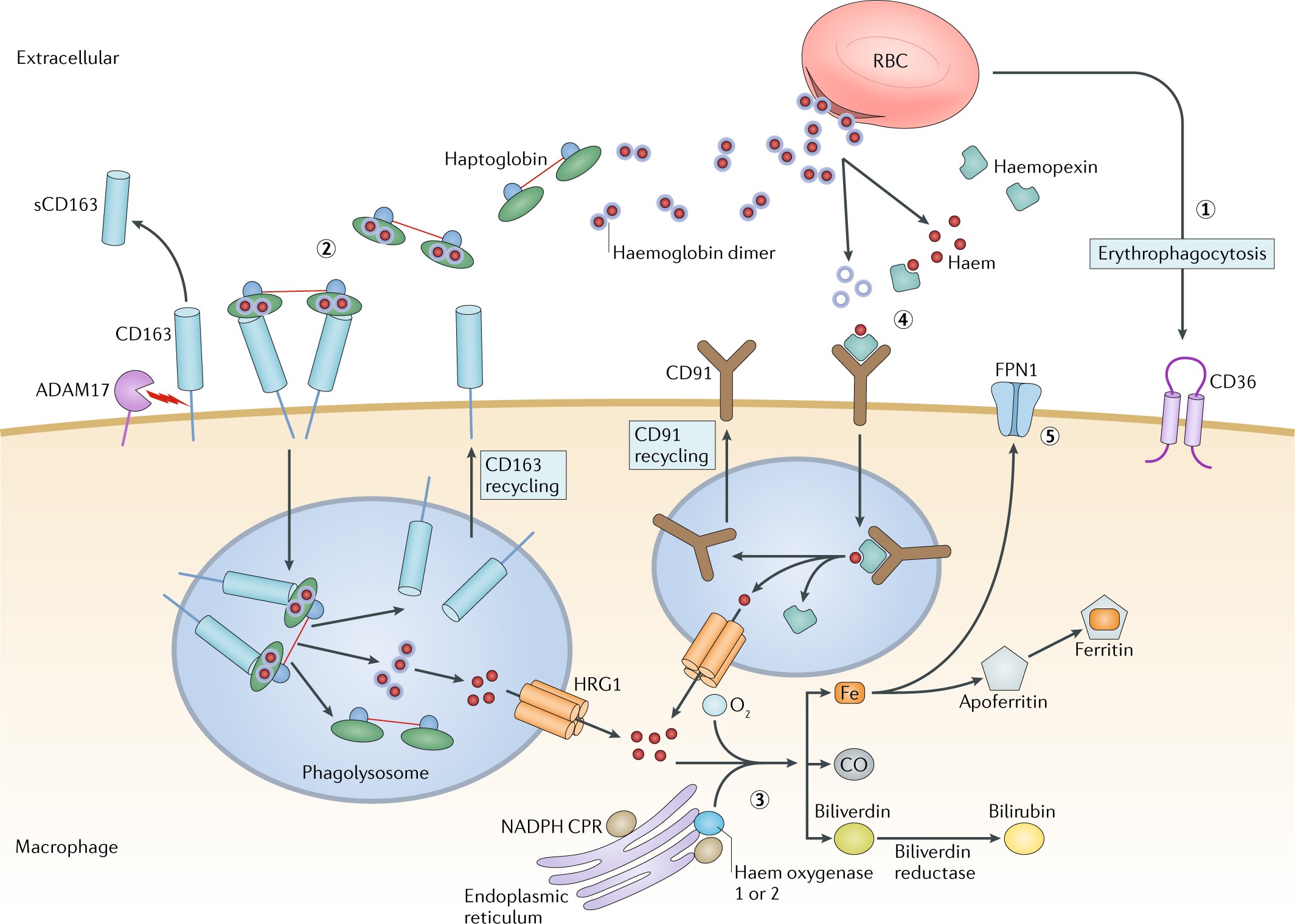 Haemoglobin scavenging in intracranial bleeding: biology and clinical  implications | Nature Reviews Neurology