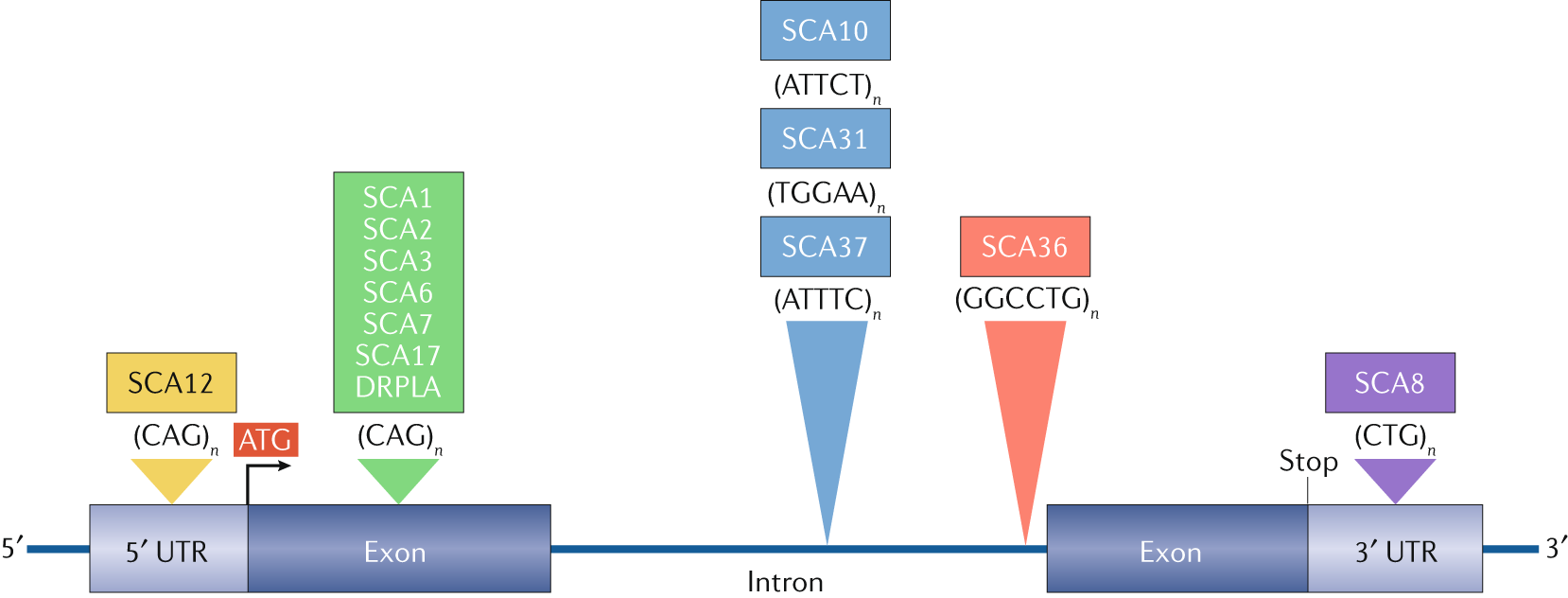 32719 PDFs  Review articles in ATAXIA