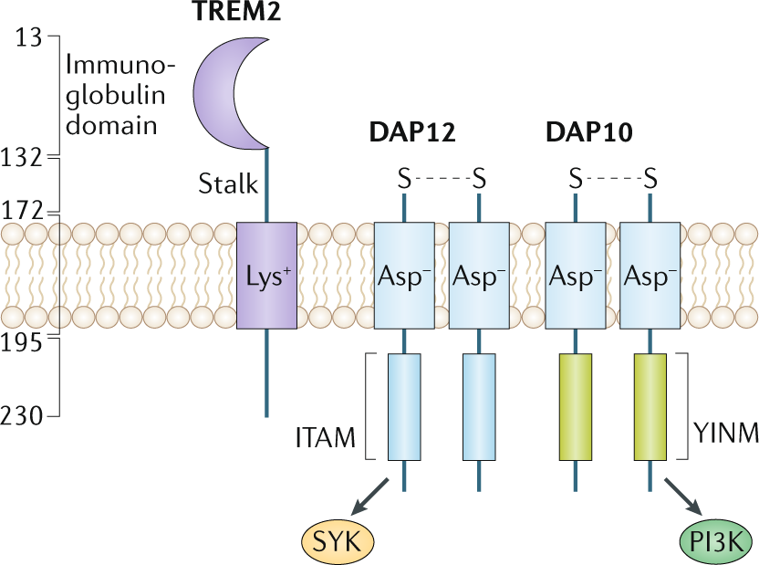 Picture of TREM2
