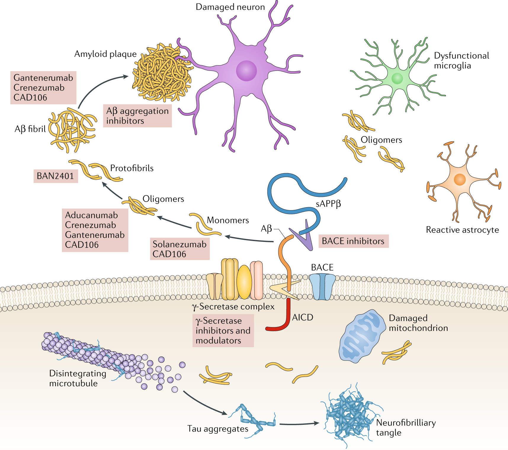 A Critical Appraisal Of Amyloid B Targeting Therapies For Alzheimer Disease Nature Reviews Neurology