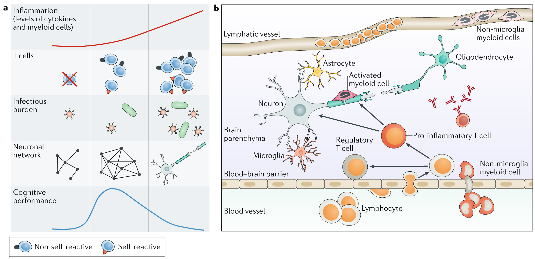 Immunoneuropsychiatry — novel perspectives on brain disorders | Nature  Reviews Neurology