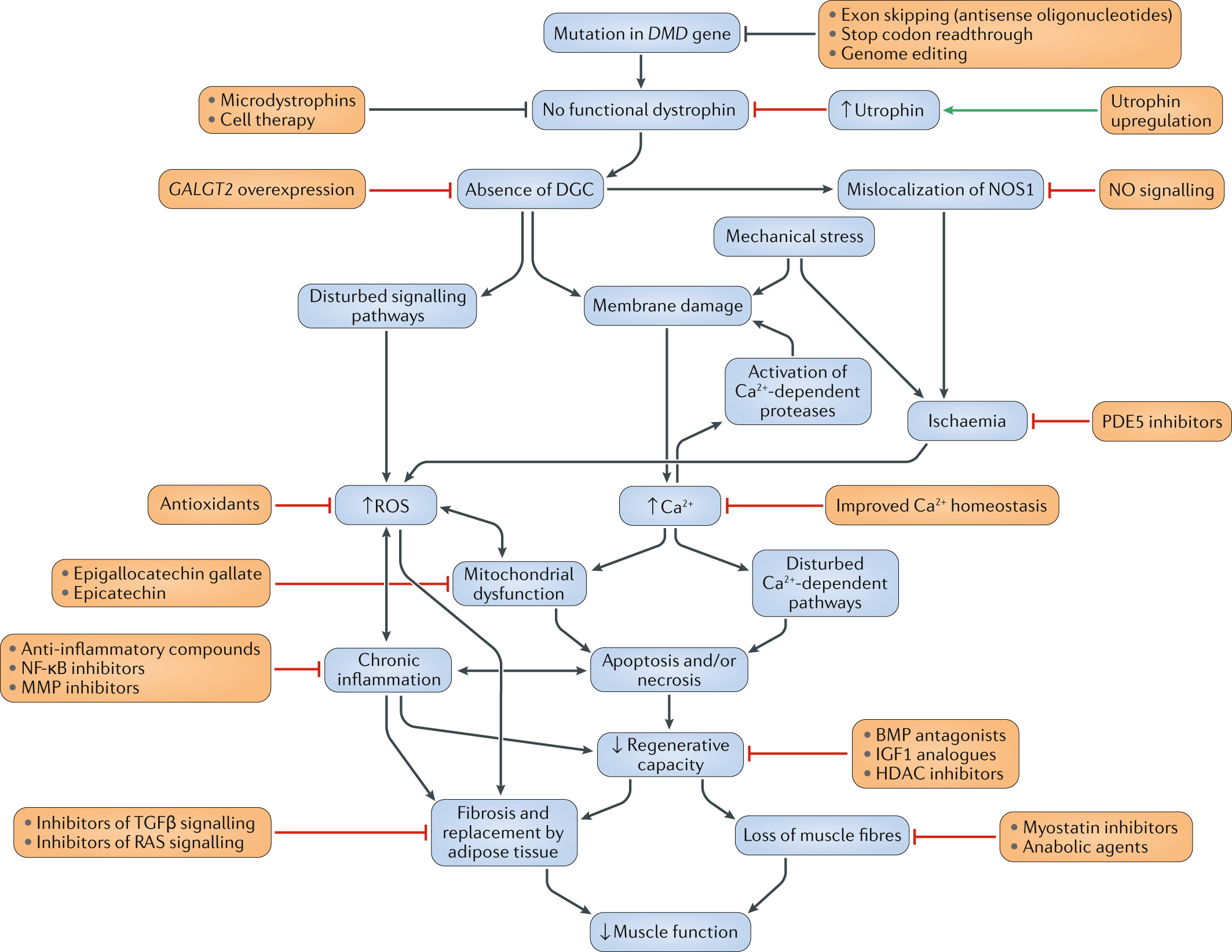 Frontiers  Current Pharmacological Strategies for Duchenne