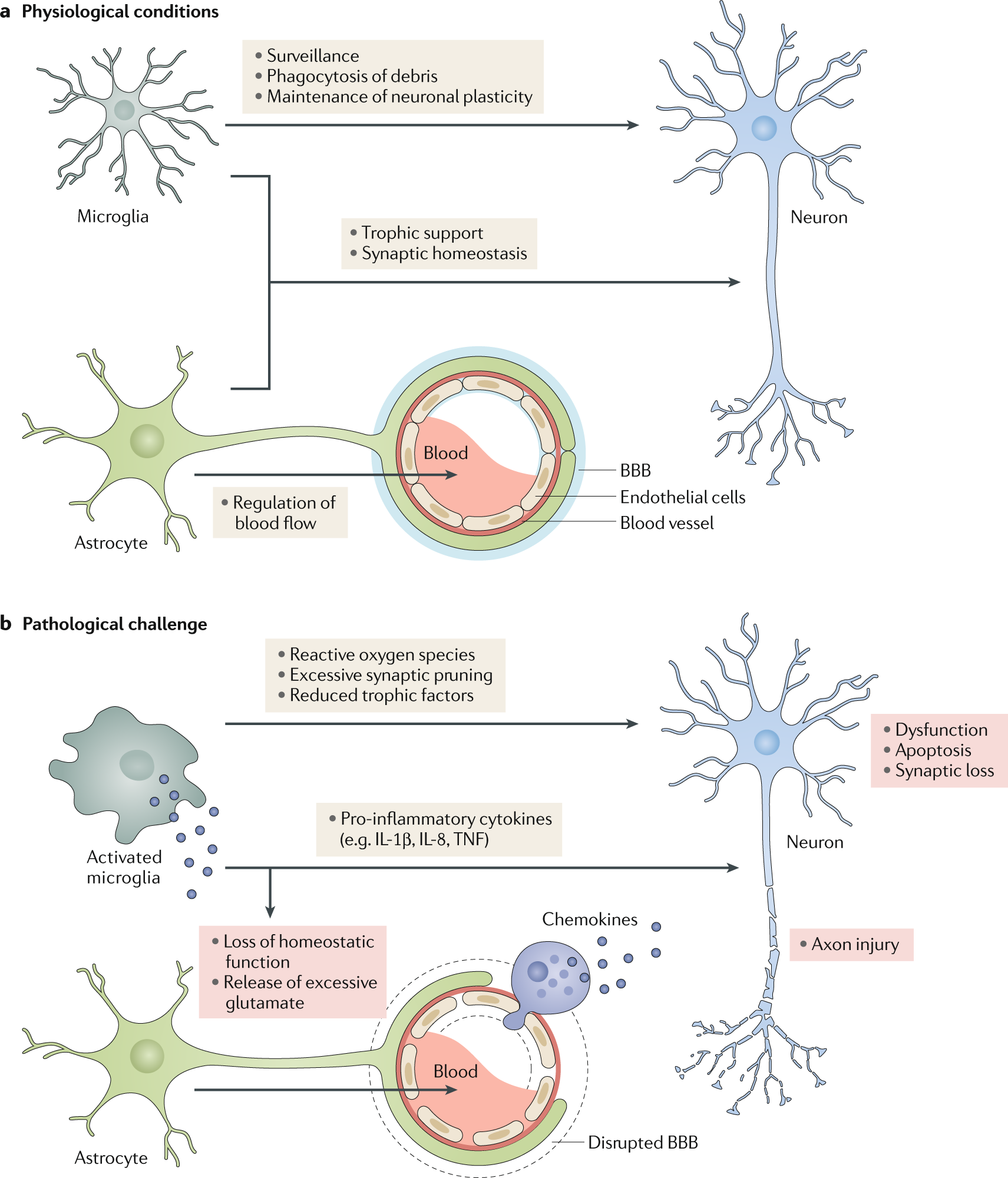 Neuroinflammation and microglial activation in Alzheimer disease: where do  we go from here? | Nature Reviews Neurology