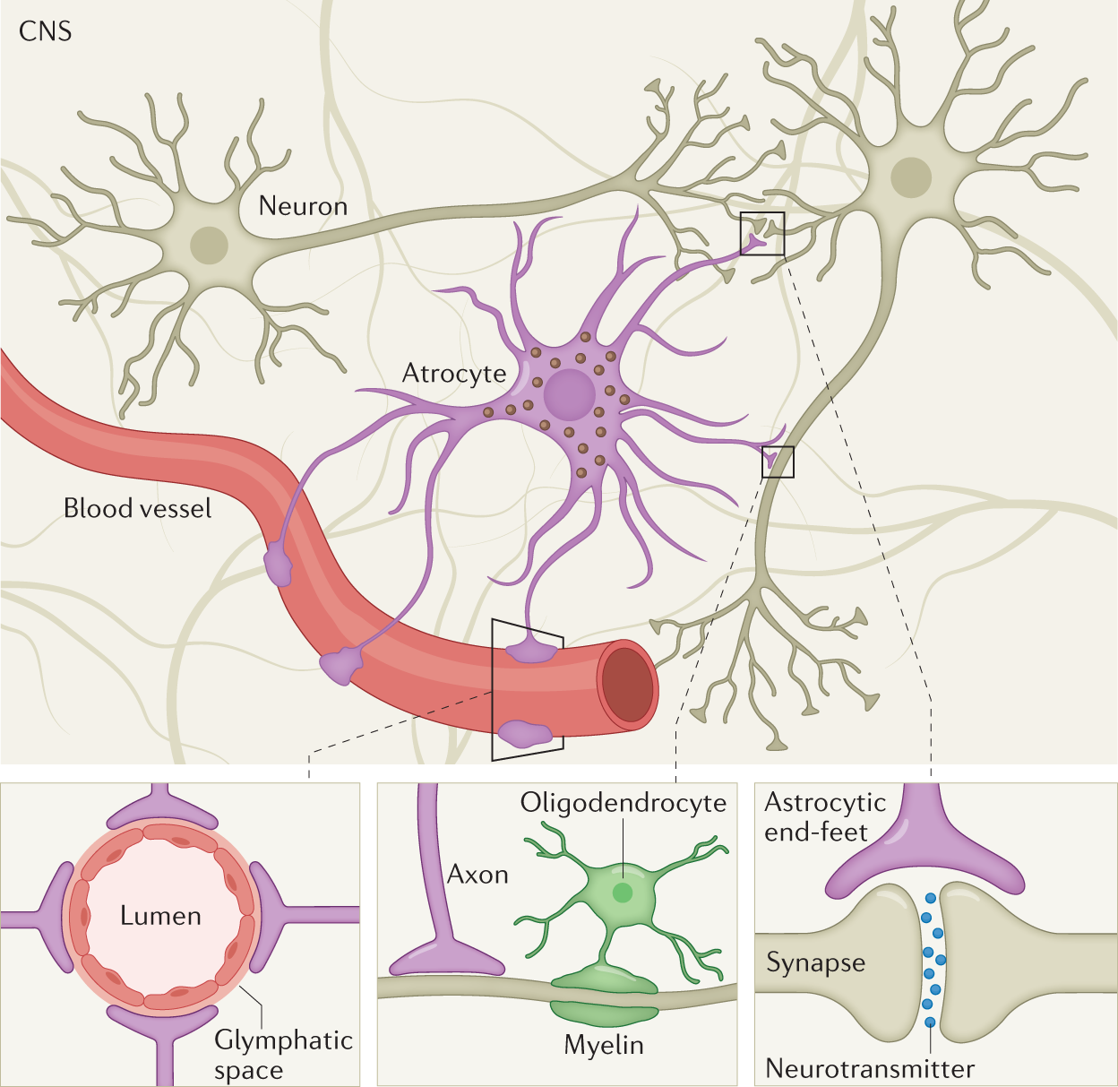 Blood GFAP as an emerging biomarker in brain and spinal cord disorders |  Nature Reviews Neurology
