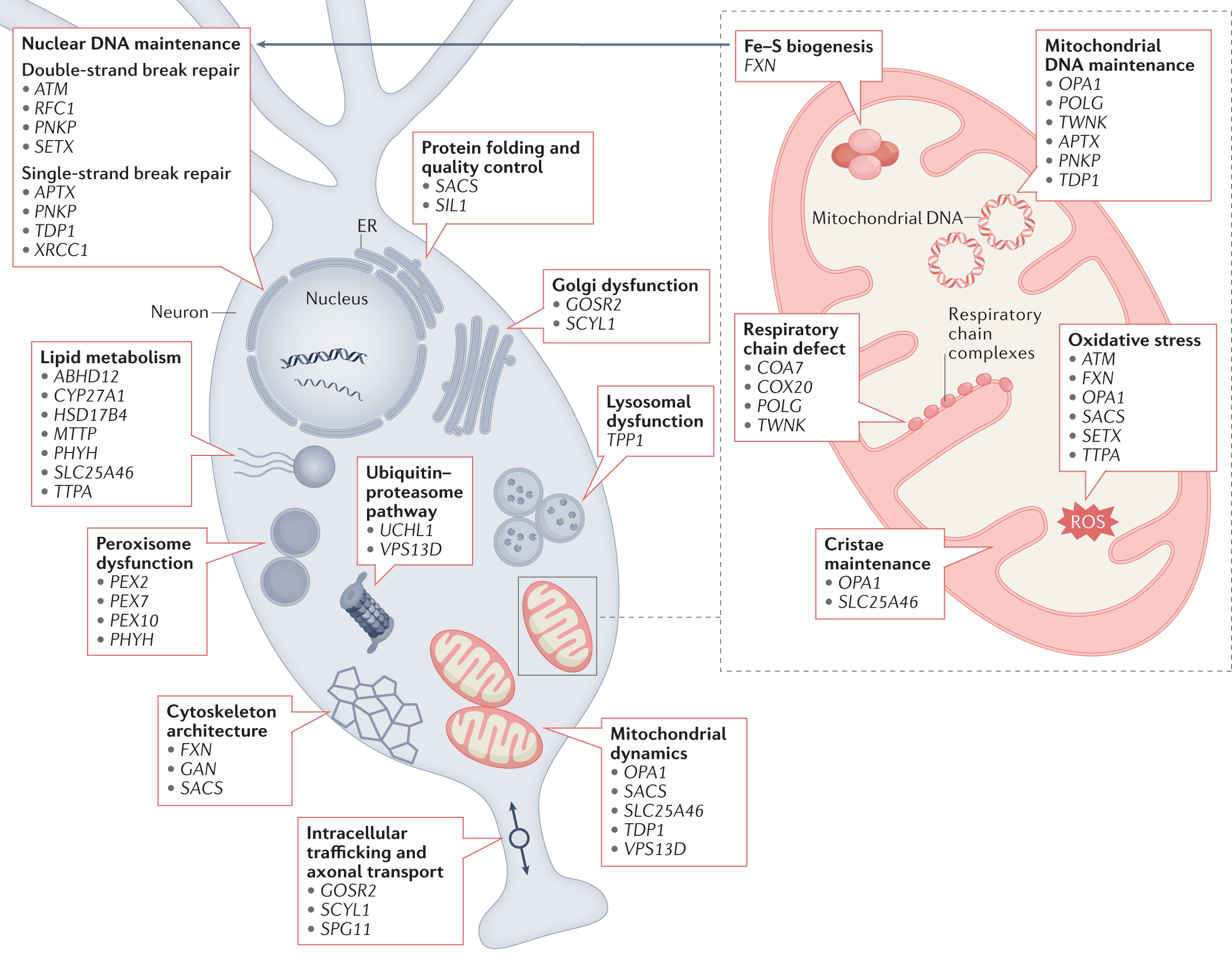 Recessive cerebellar and afferent ataxias — clinical challenges and future  directions | Nature Reviews Neurology