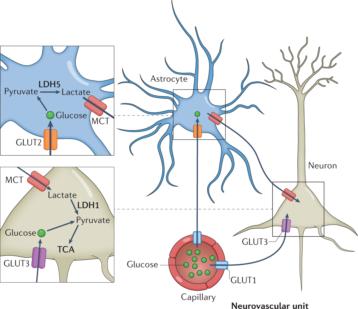glutathione and epilepsy The metabolic basis of epilepsy