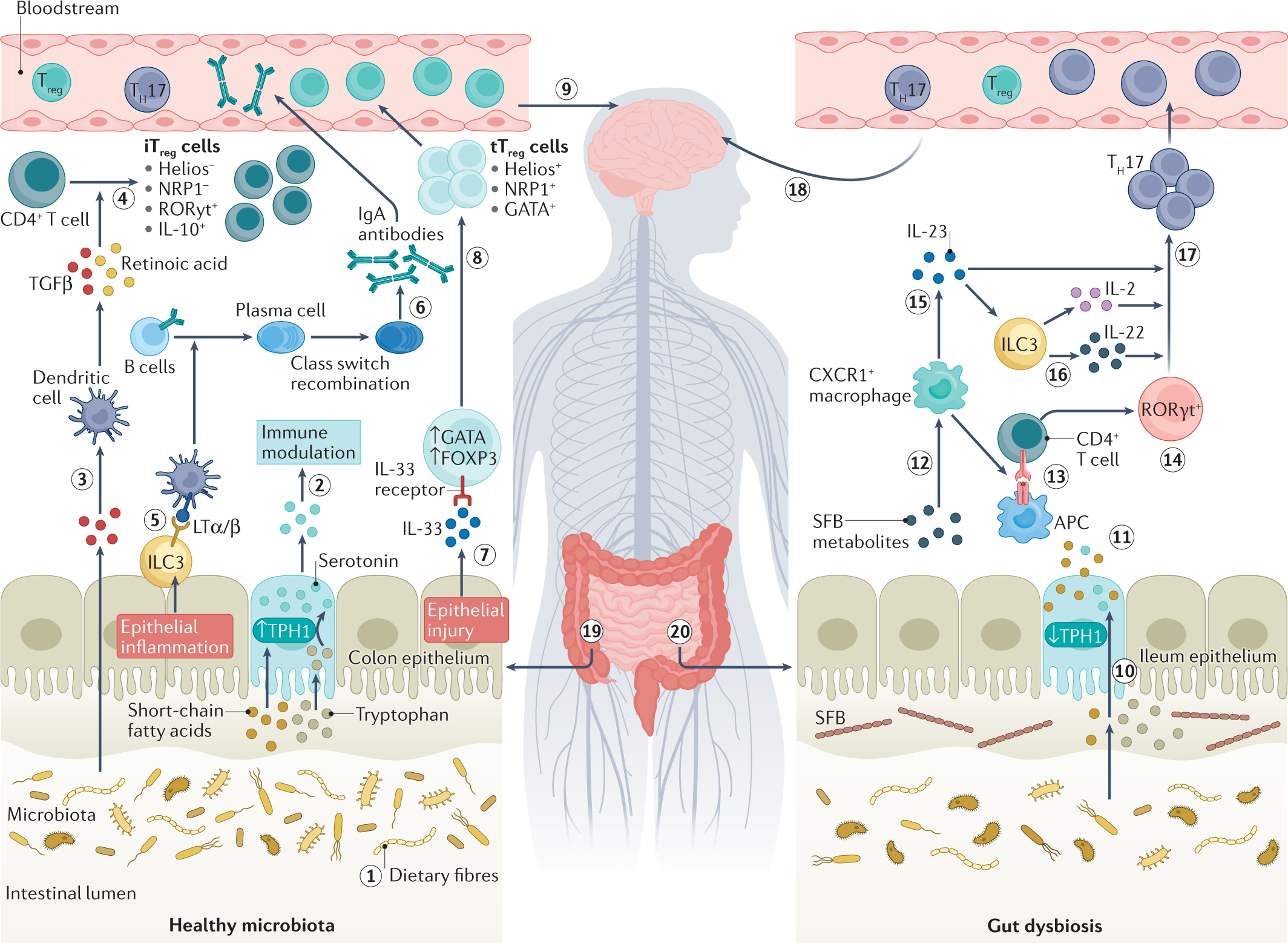 The role of the gut microbiota in multiple sclerosis | Nature Reviews  Neurology