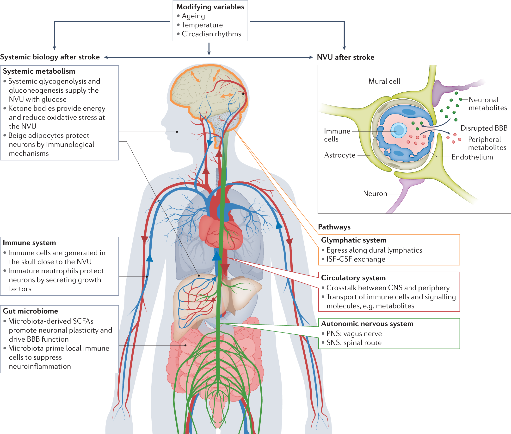 The neurovascular unit and systemic biology in stroke — implications for  translation and treatment | Nature Reviews Neurology