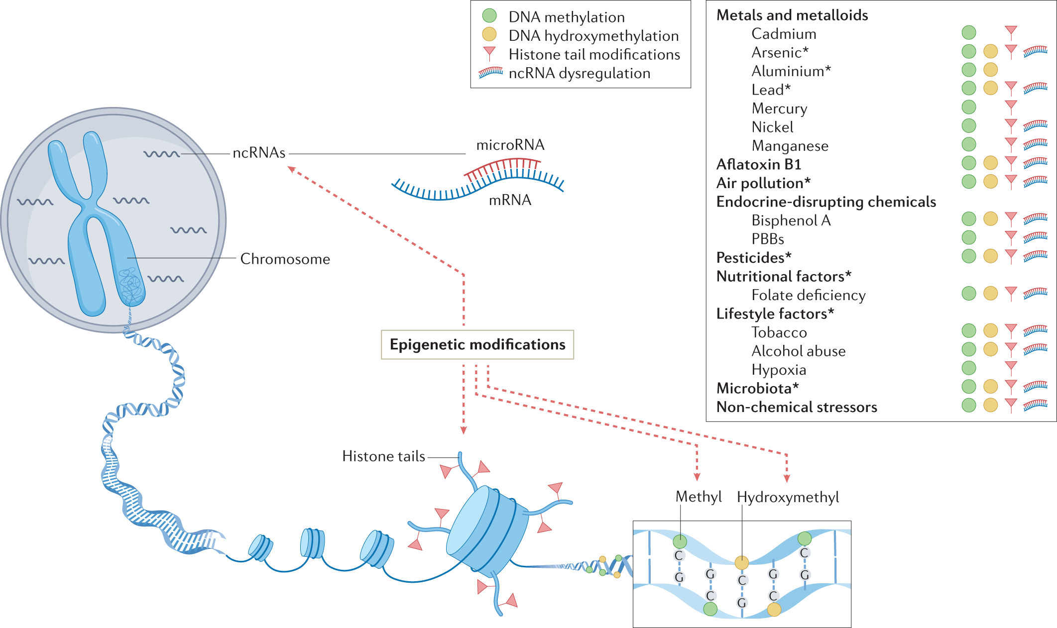 Gene–environment interactions in Alzheimer disease: the emerging role of  epigenetics | Nature Reviews Neurology