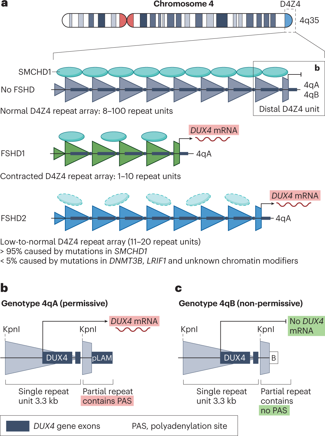 Facioscapulohumeral muscular dystrophy: the road to targeted therapies |  Nature Reviews Neurology