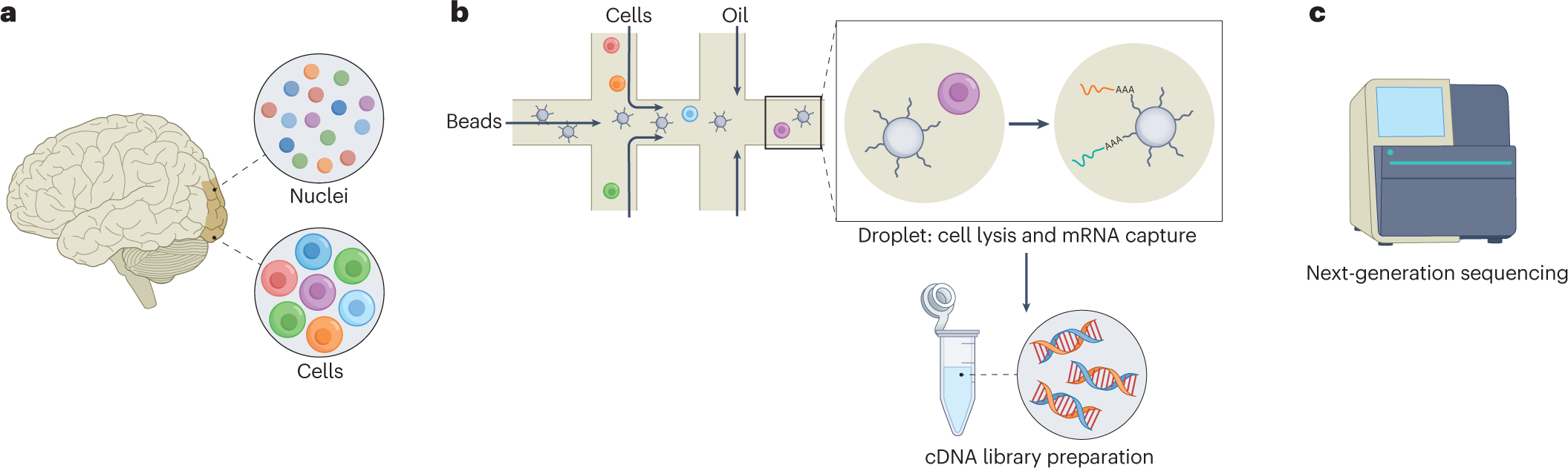 Transcriptomic signatures across human tissues identify functional rare  genetic variation