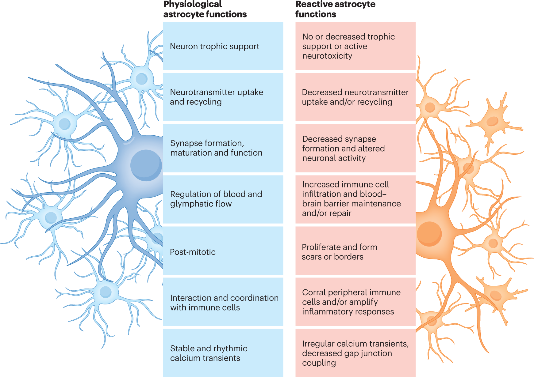 Glial Cells: Types and Functions