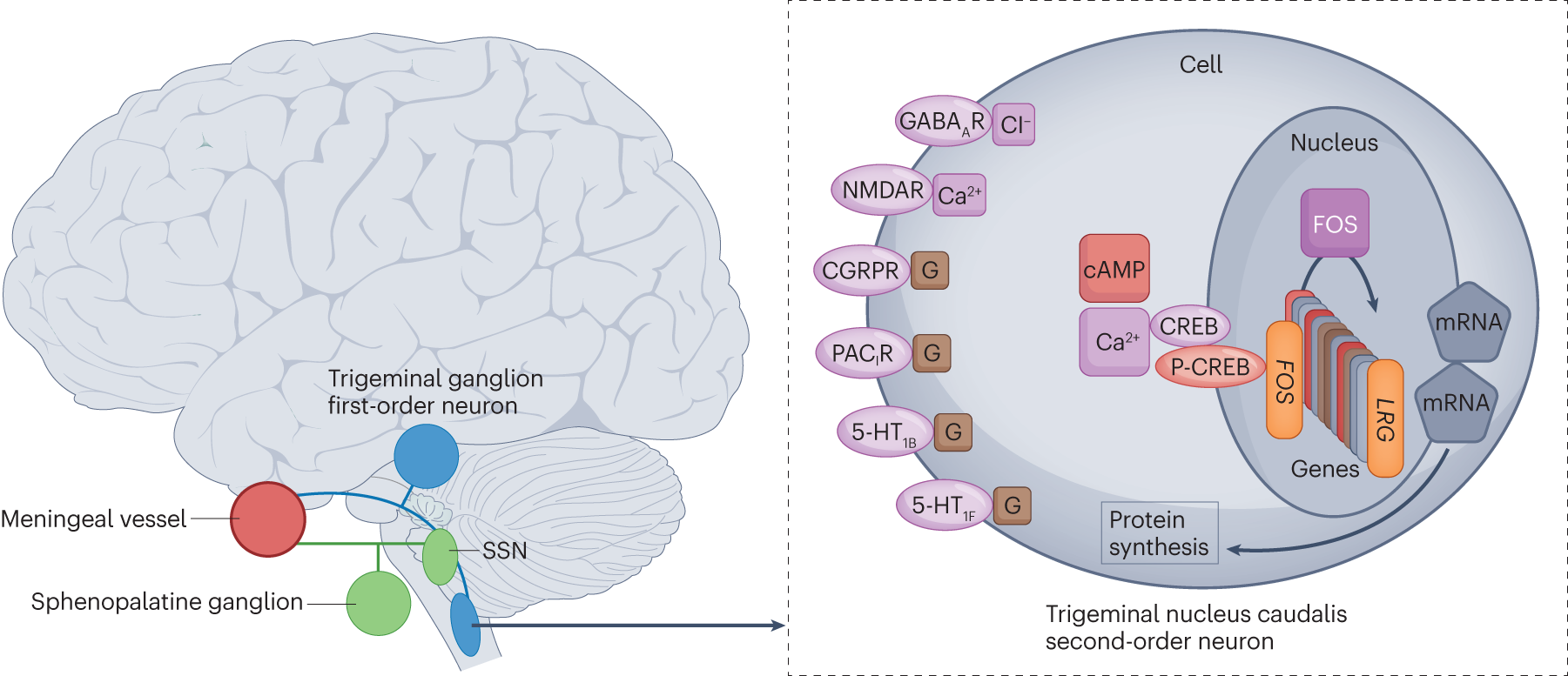 The 5-HT1F receptor as the target of ditans in migraine — from bench to  bedside | Nature Reviews Neurology