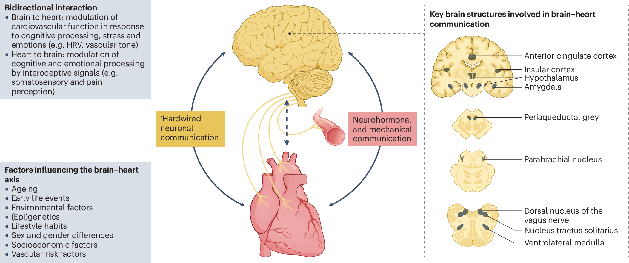does glutathione cause high blood pressure Bidirectional brain–heart interactions in health and disease