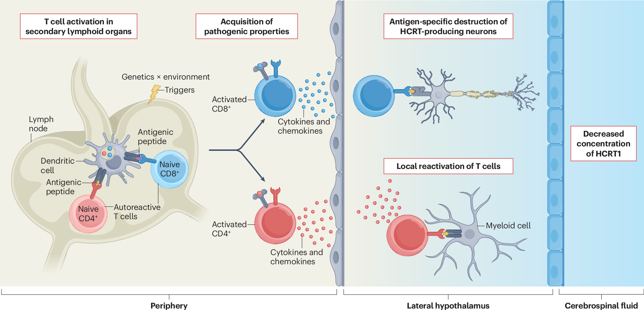 Narcolepsy is (not) an autoimmune disease | Nature Reviews Neurology