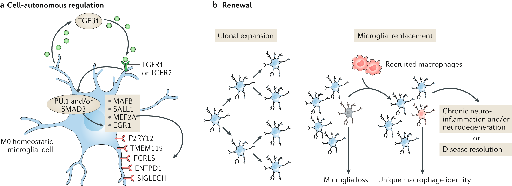 Microglial signatures and their role in health and disease | Nature Reviews  Neuroscience