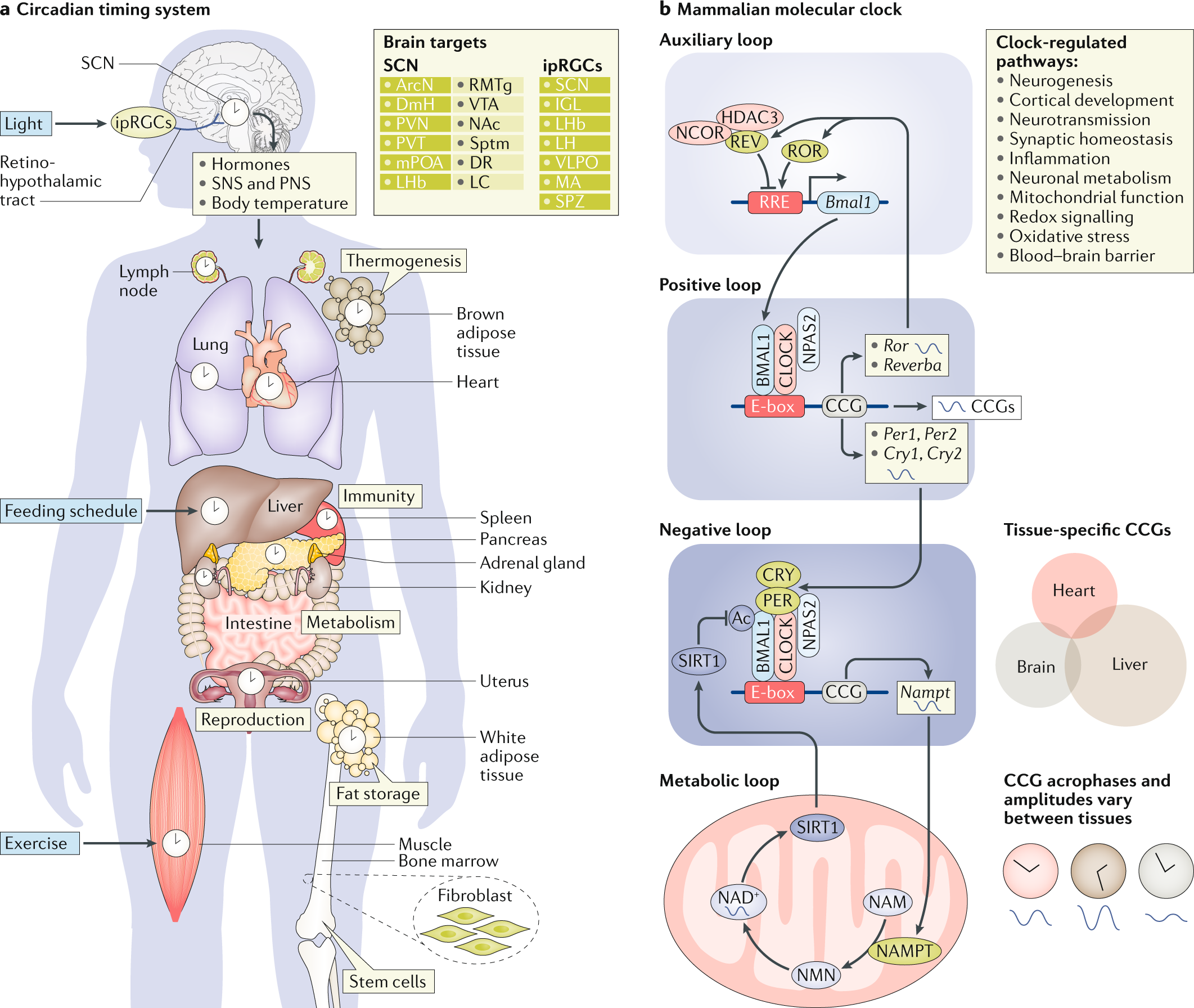 Rhythms Of Life Circadian Disruption And Brain Disorders Across