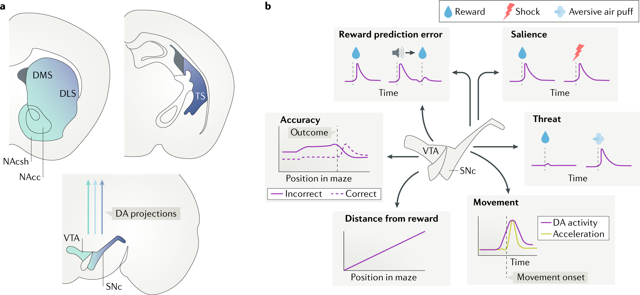 Corticostriatal circuits in the transition to chronic back pain: The  predictive role of reward learning - ScienceDirect