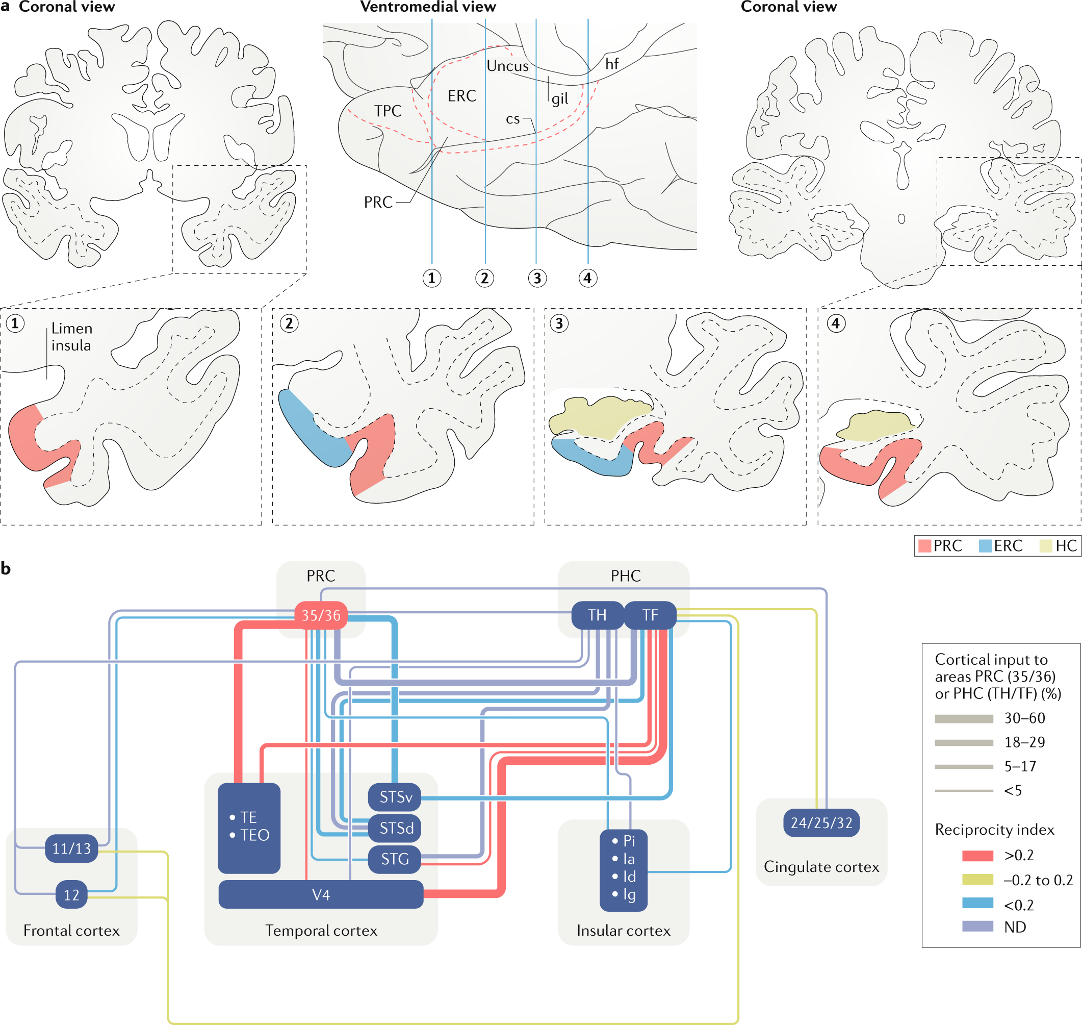 Perirhinal circuits for memory processing | Nature Reviews Neuroscience