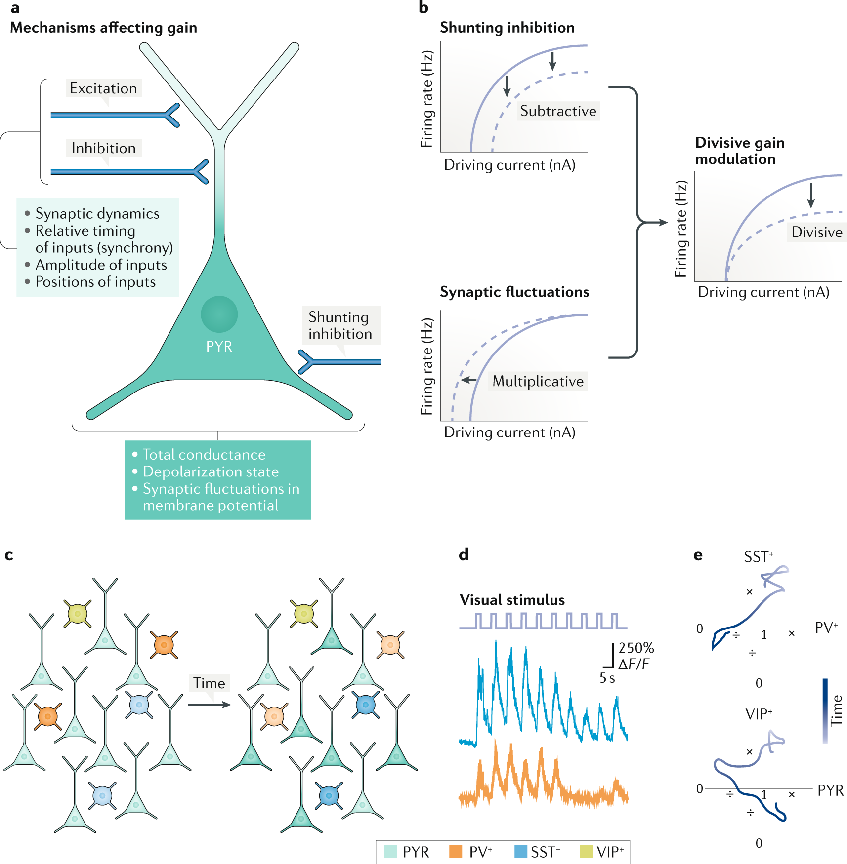 Mechanisms Underlying Gain Modulation In The Cortex Nature
