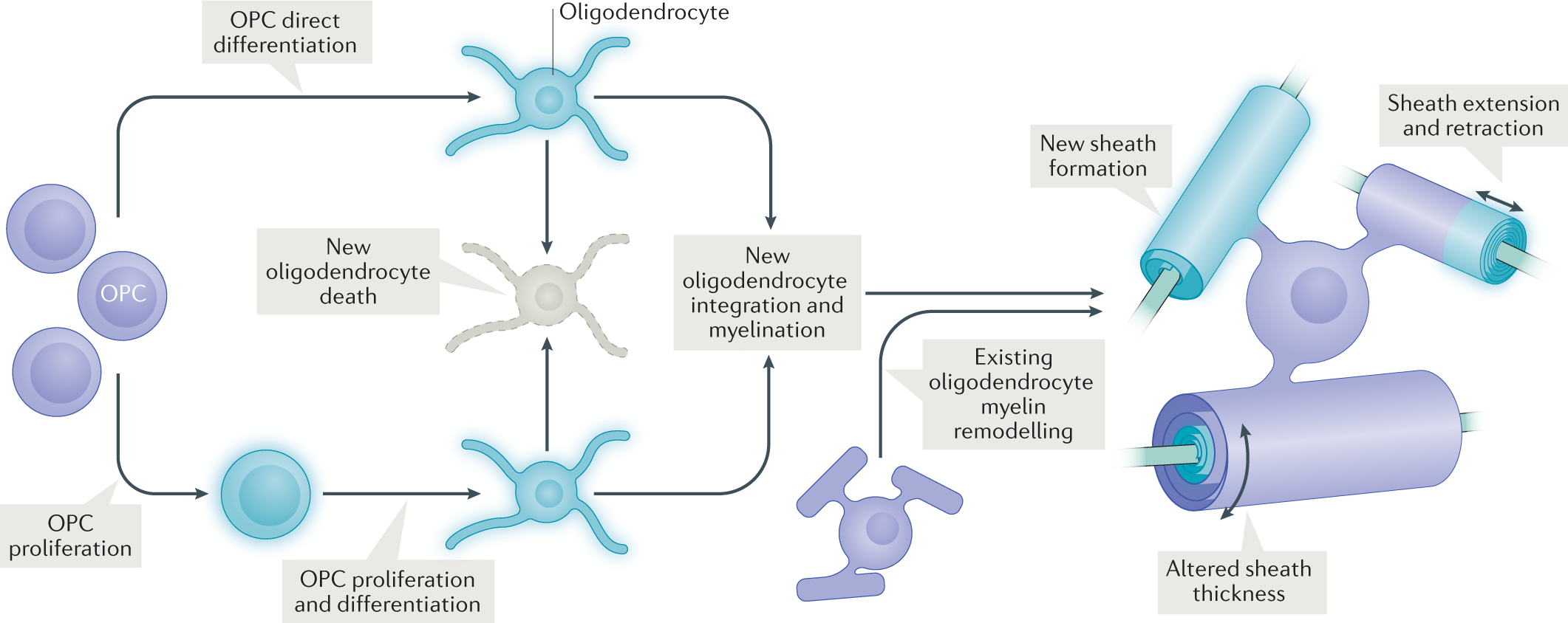 Myelin Plasticity Sculpting Circuits In Learning And Memory Nature Reviews Neuroscience